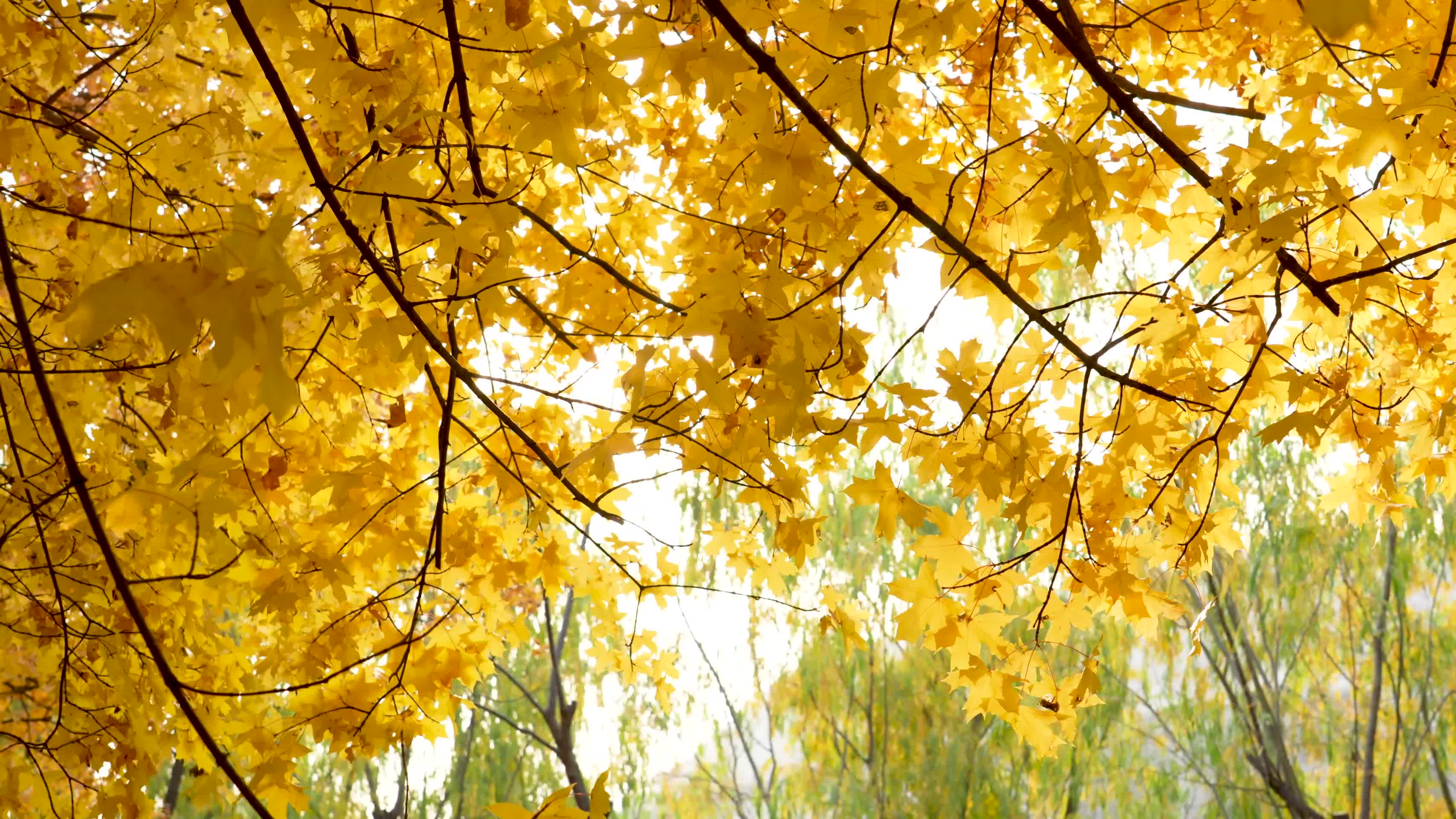 秋日枫叶金黄景观视频的预览图