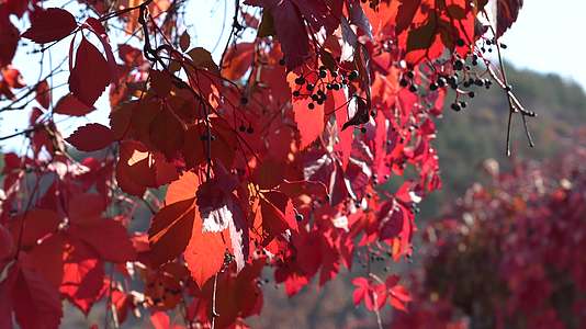 秋季红叶爬山虎景色视频的预览图