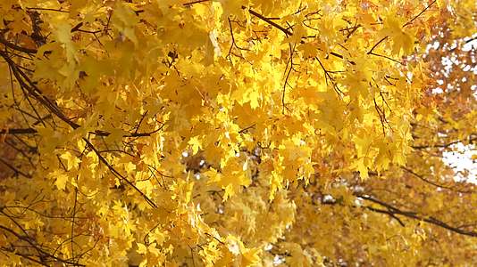 金色唯美枫叶秋季微风视频的预览图