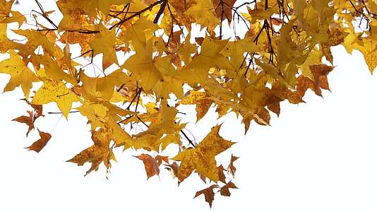 金色枫叶秋季微风视频的预览图