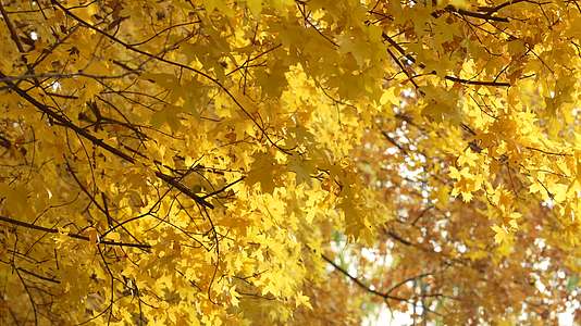 金色枫叶秋季微风视频的预览图
