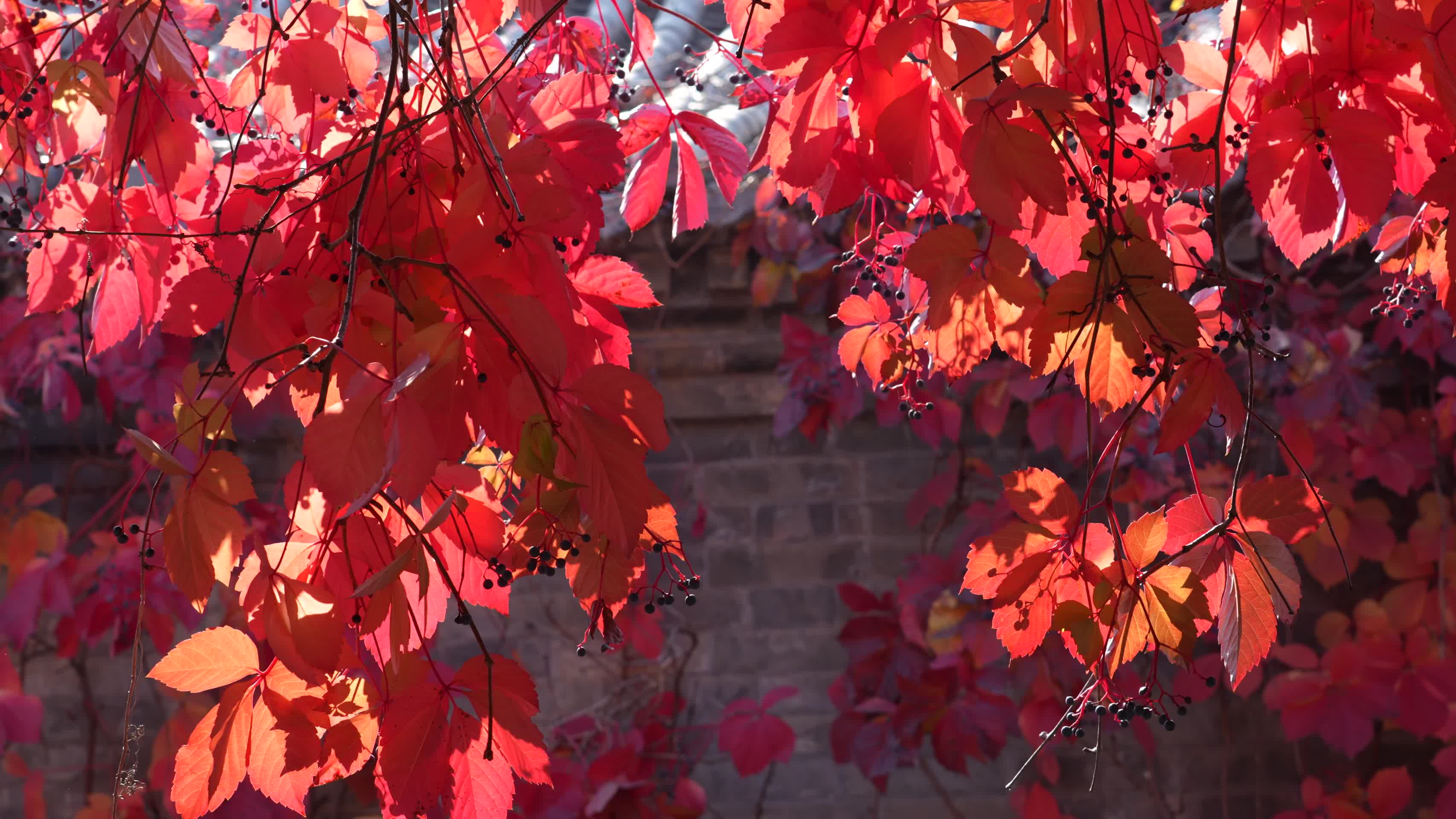 秋季红叶爬山虎景色视频的预览图