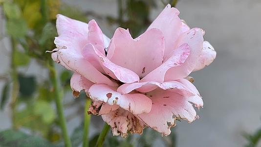 粉色月季花花朵视频的预览图