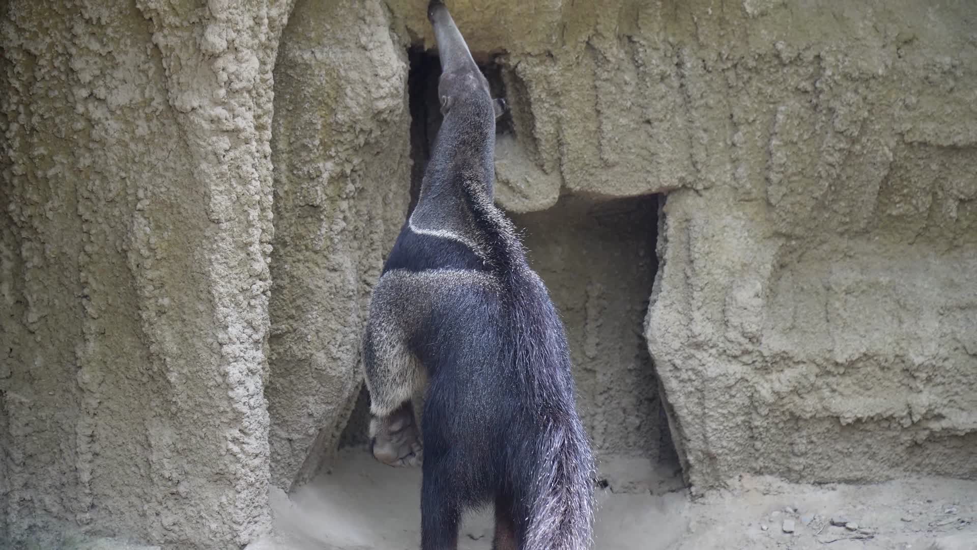 动物园里的食蚁兽视频的预览图