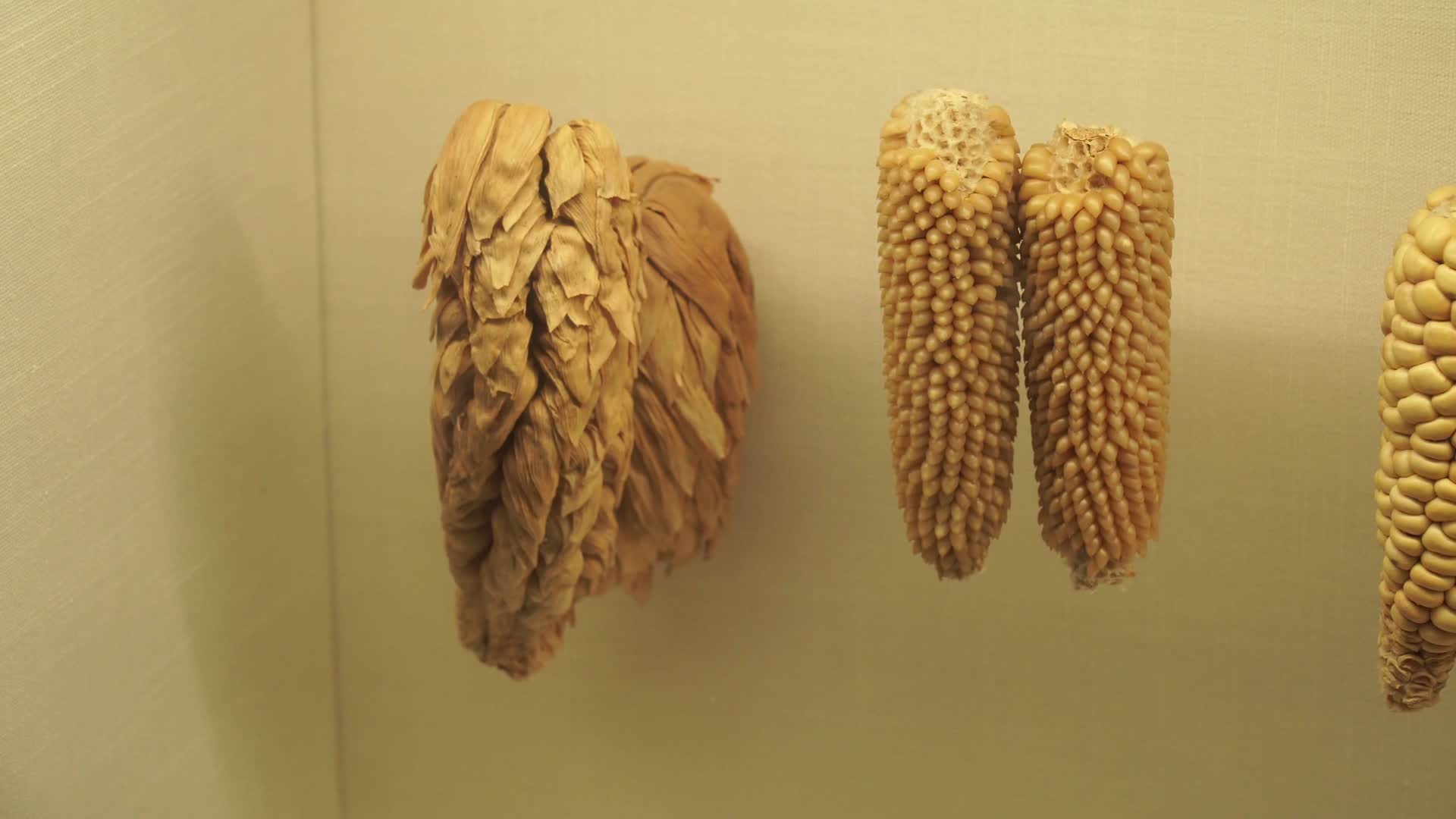 多种玉米玉蜀黍粗粮标本视频的预览图