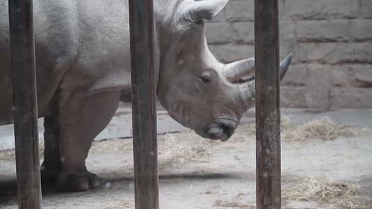 自然世界动物园里的白犀牛视频的预览图
