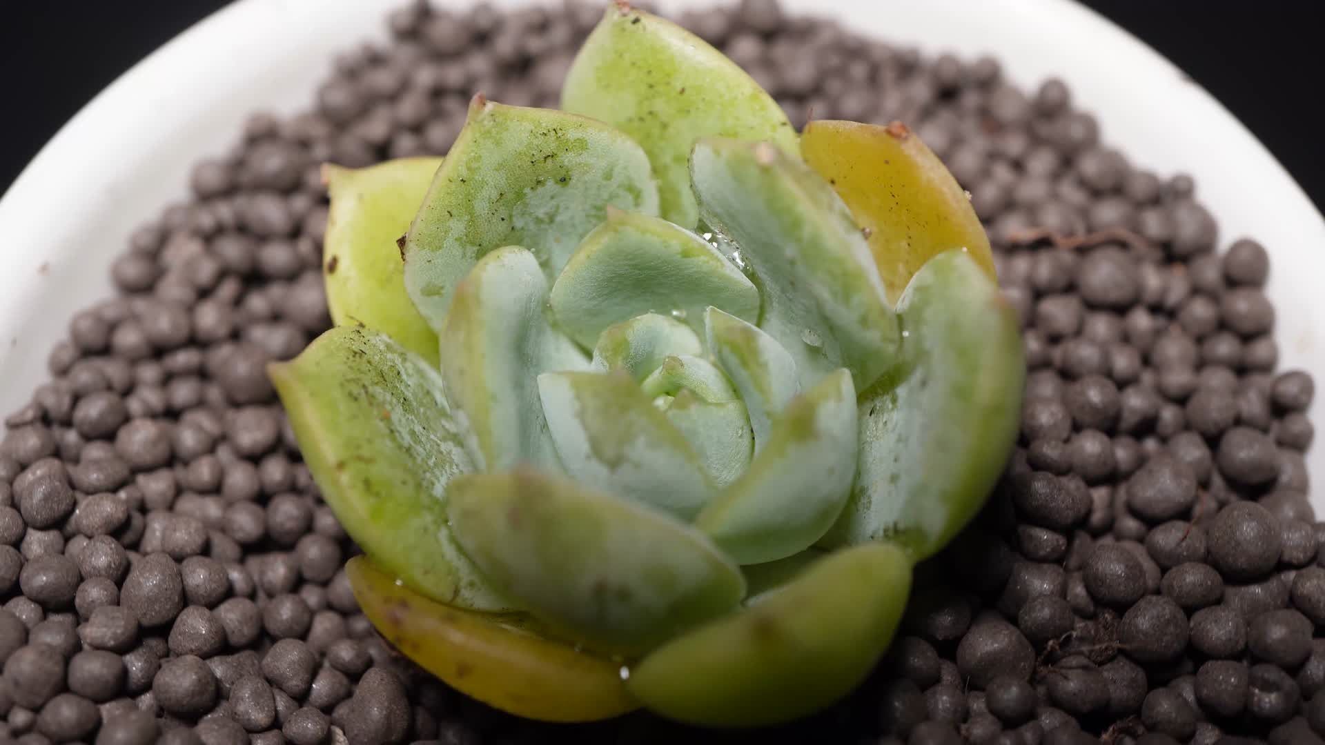 范女王多肉植物盆栽绿植视频的预览图