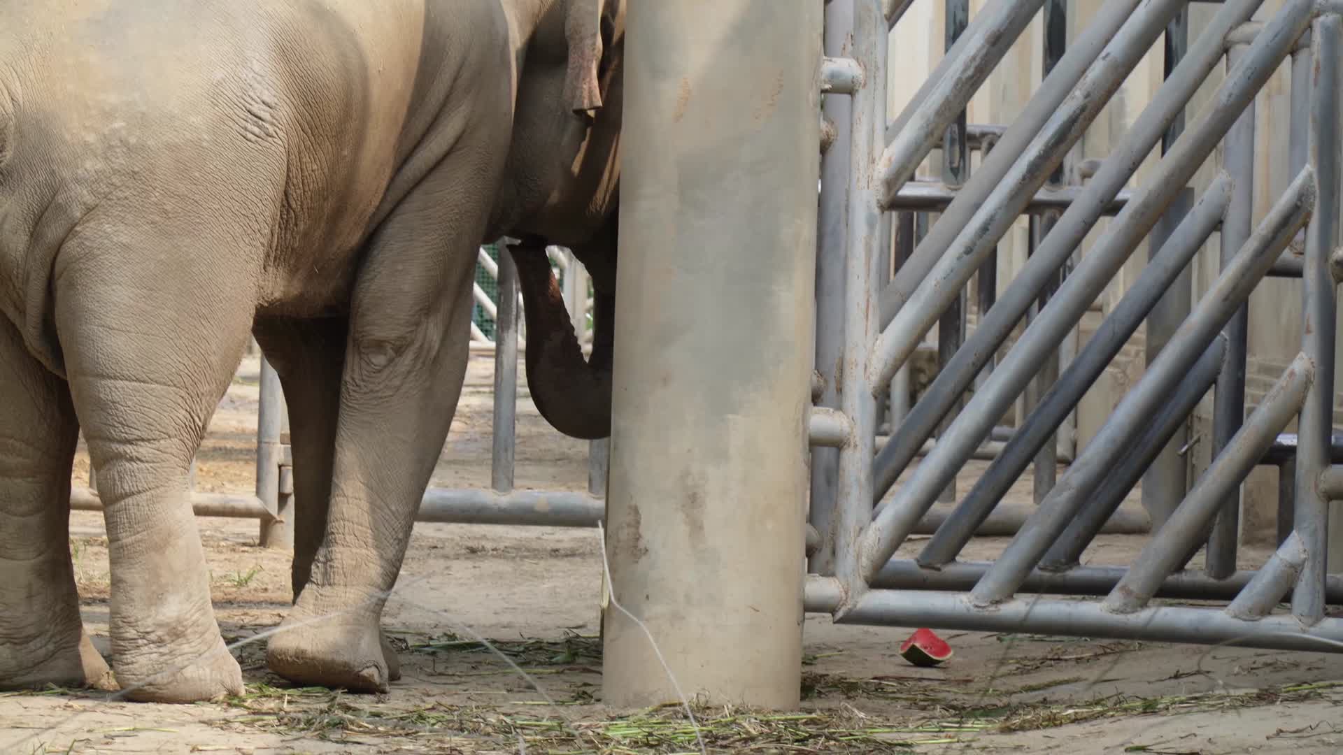 非洲象亚洲象散步视频的预览图