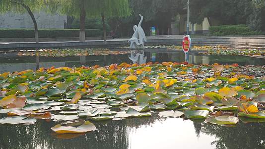 秋天公园游乐场健身步道与湖泊鱼群和雕像视频的预览图