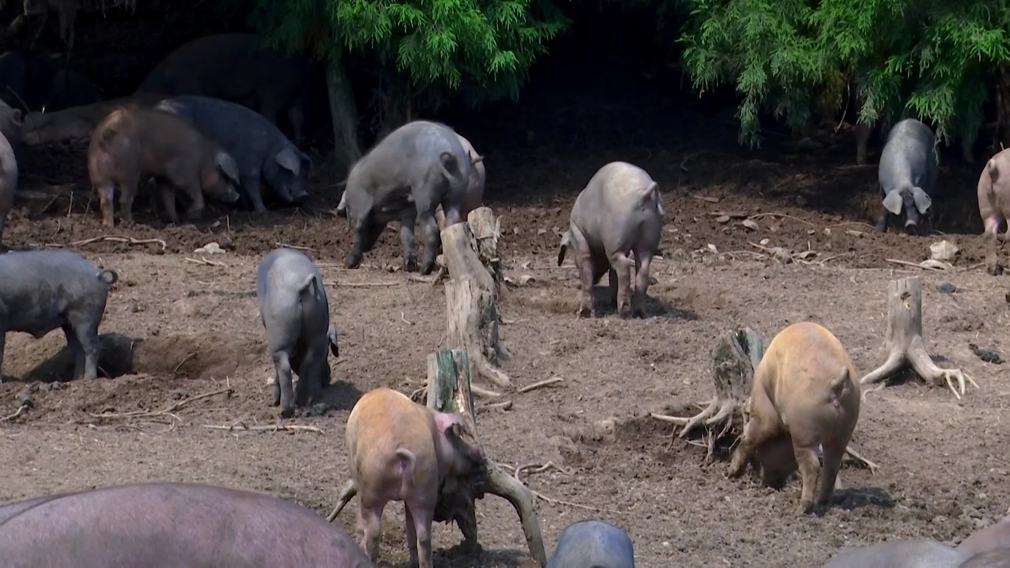 畜牧业养猪散养牲口黑猪视频的预览图
