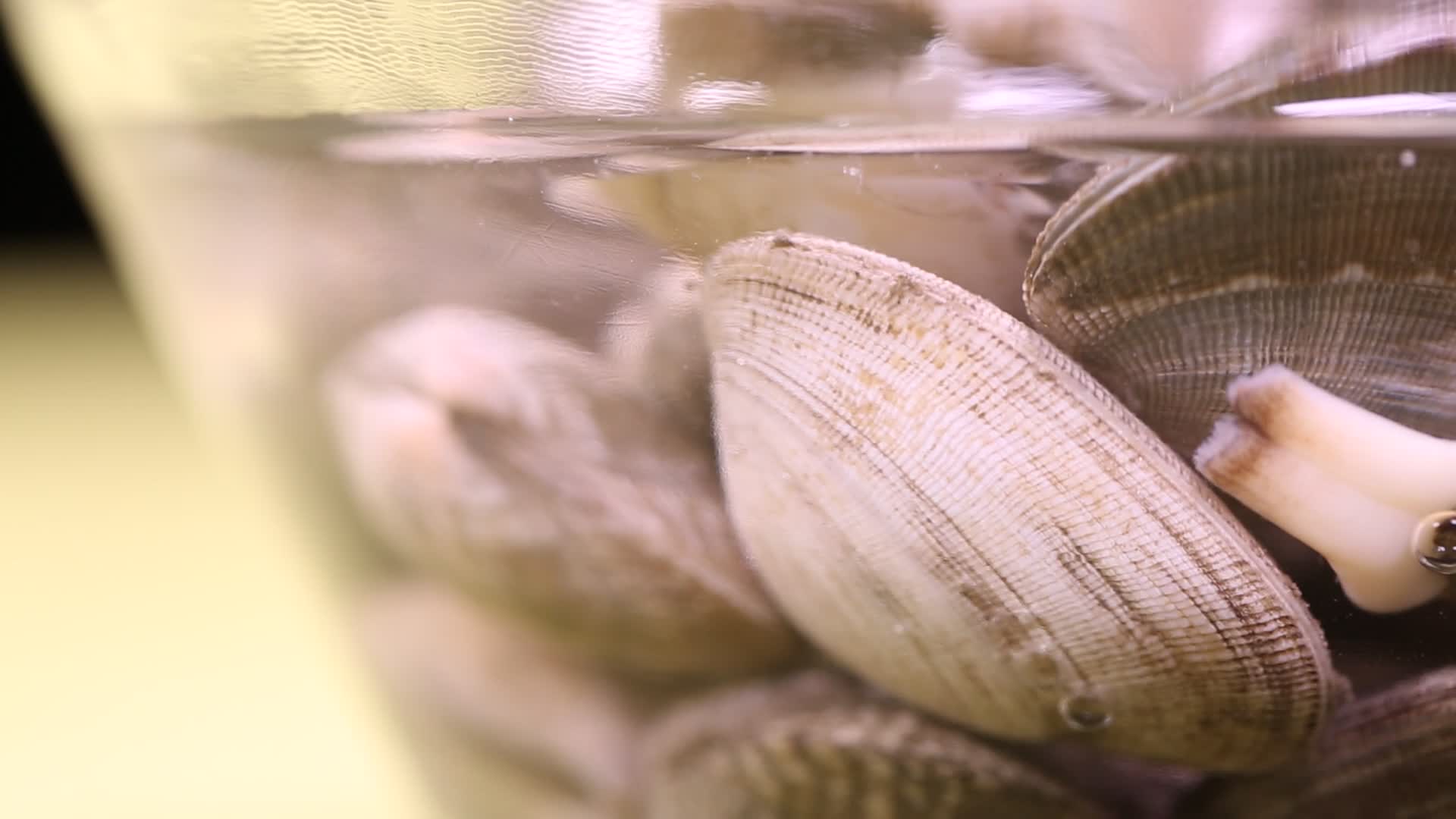 蛤蜊花甲文蛤蚬子小海鲜视频的预览图