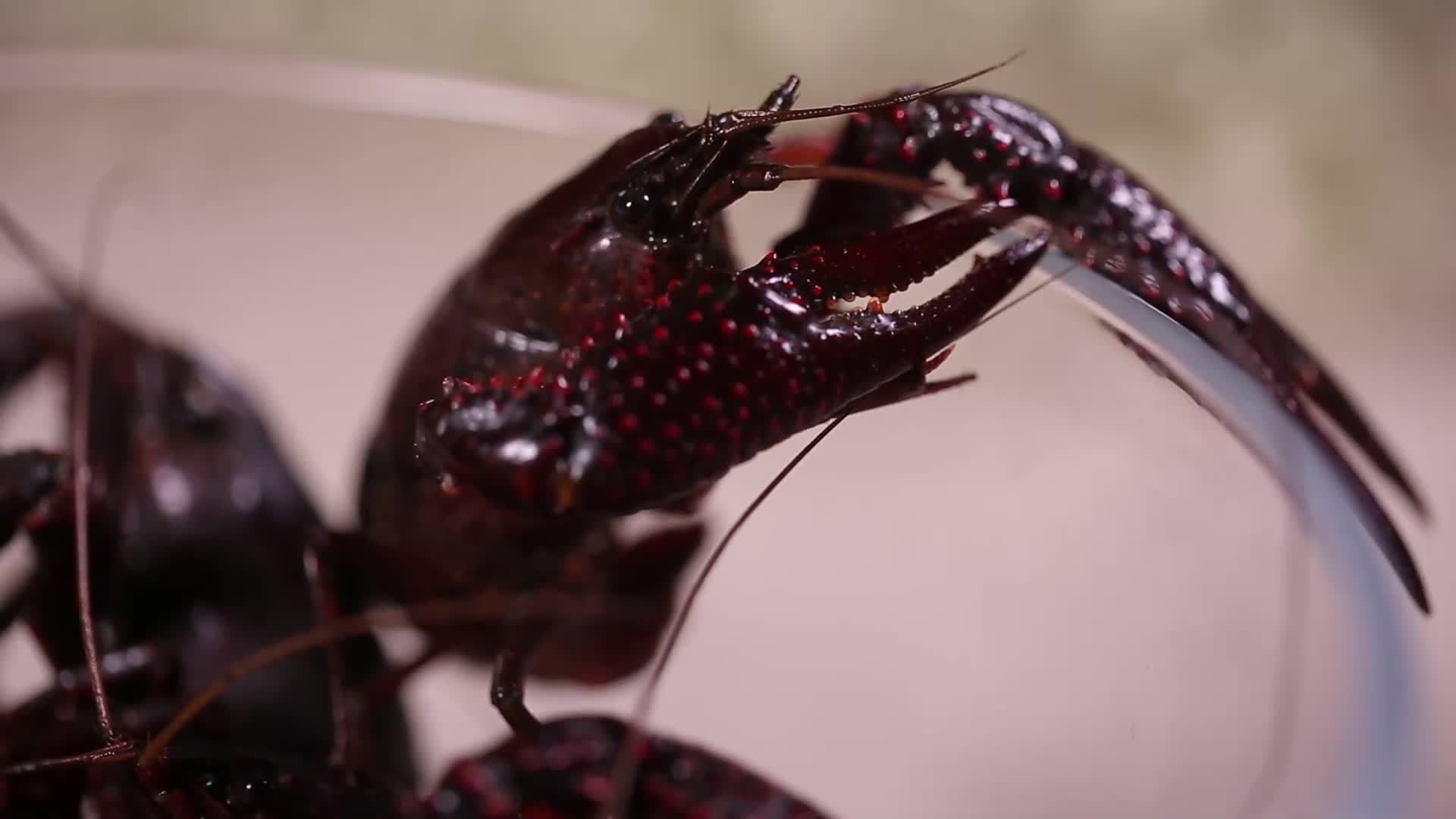 黑壳不卫生小龙虾视频的预览图