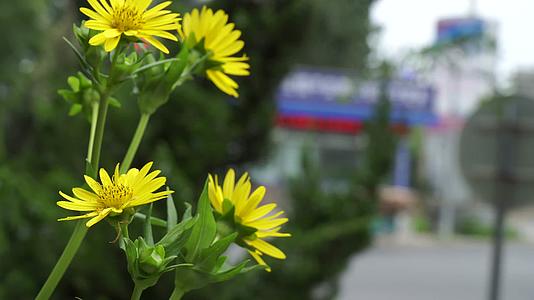 黄色路边野花花朵绿化视频的预览图