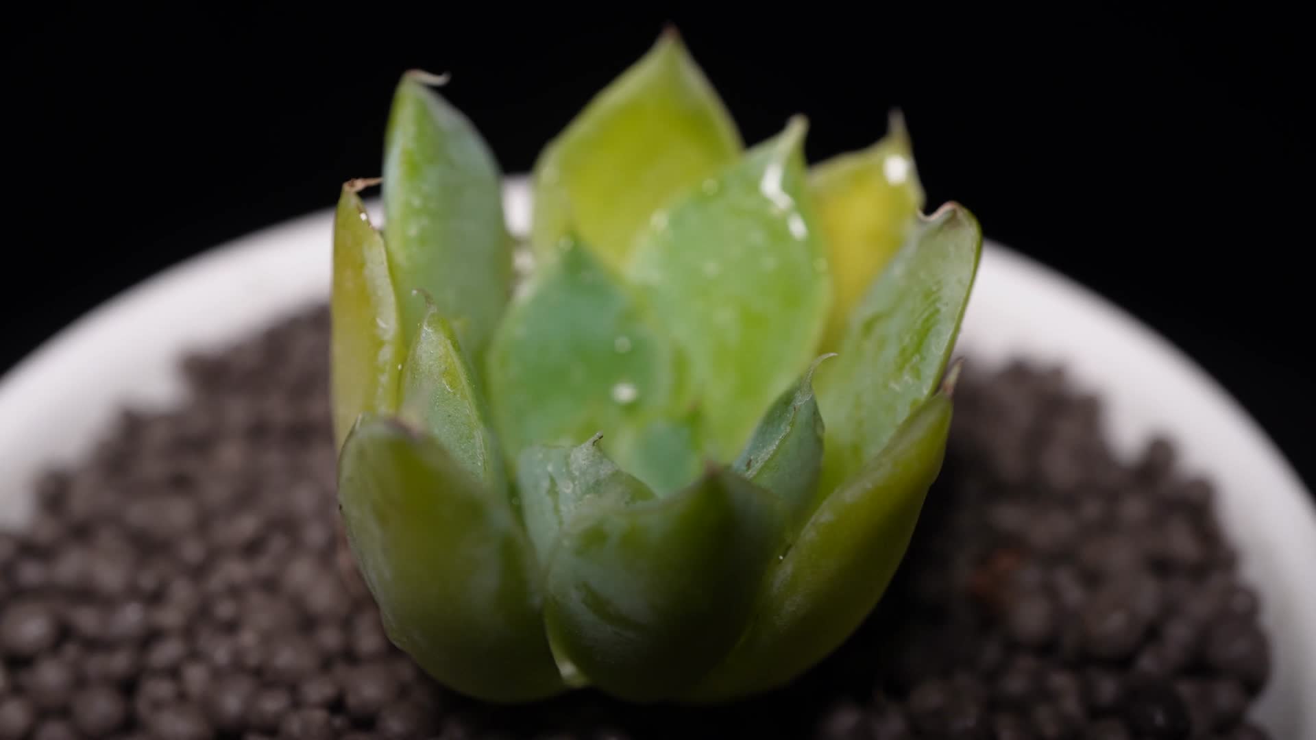 蓝丝绒多肉植物盆栽绿植视频的预览图
