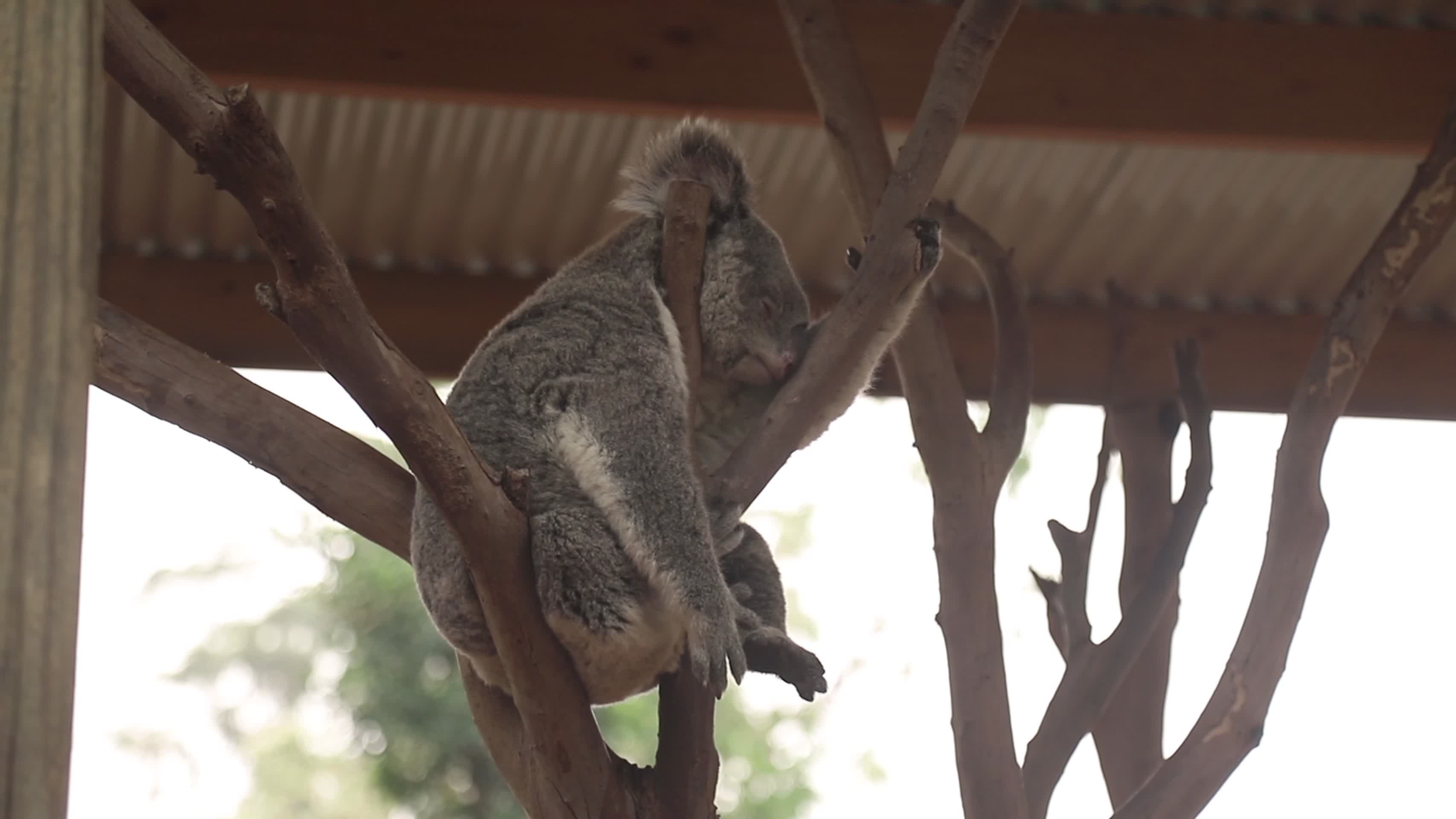 澳大利亚考拉视频的预览图