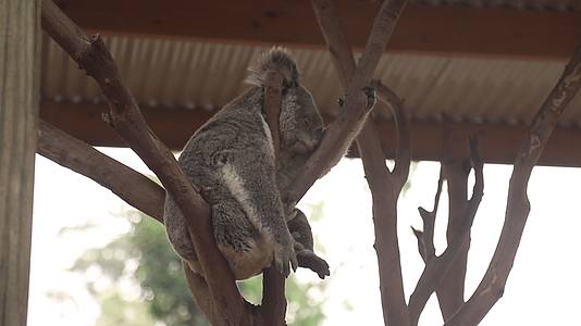 澳大利亚考拉视频的预览图