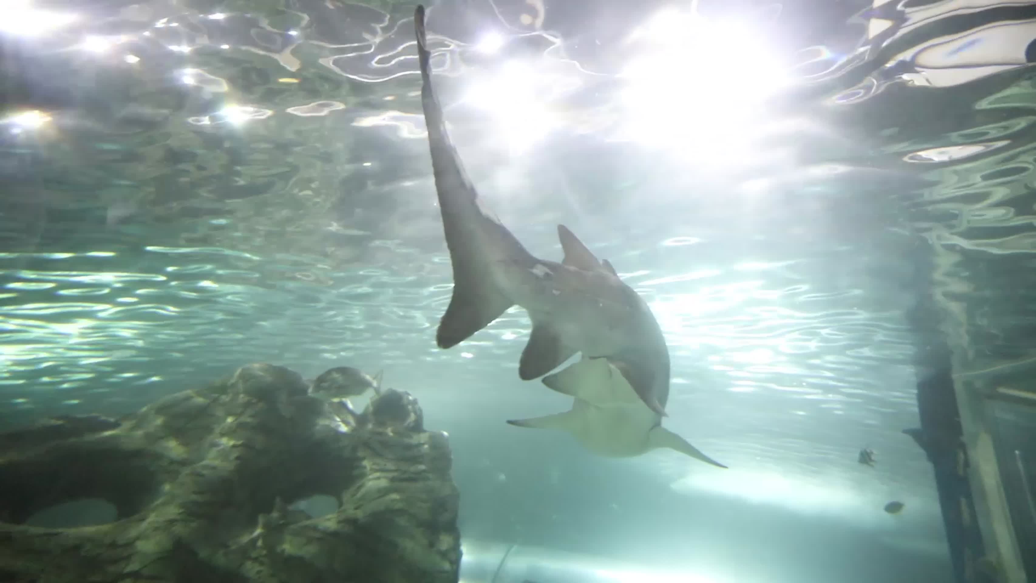 澳大利亚鲨鱼视频的预览图