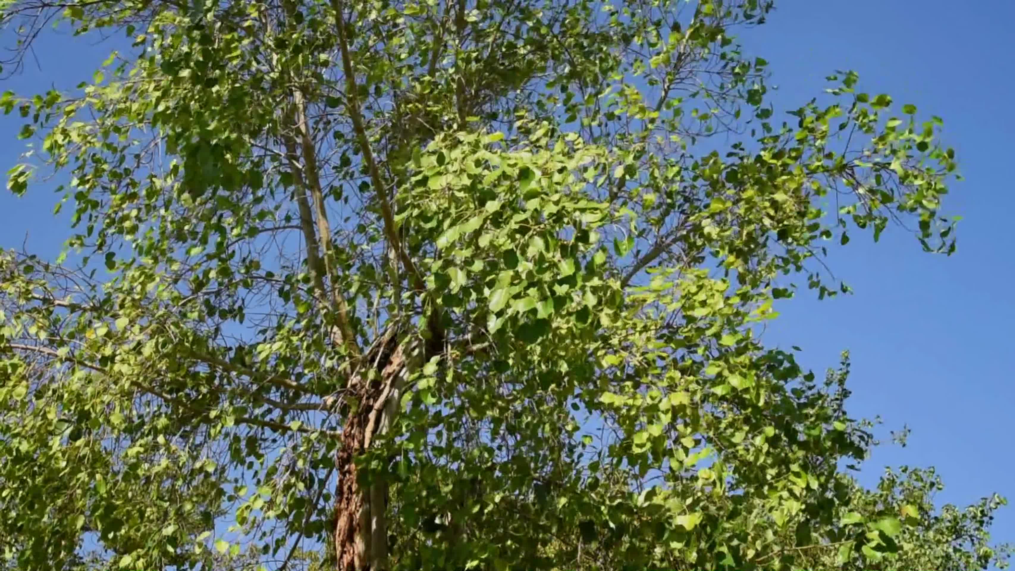 风吹树叶景观视频的预览图