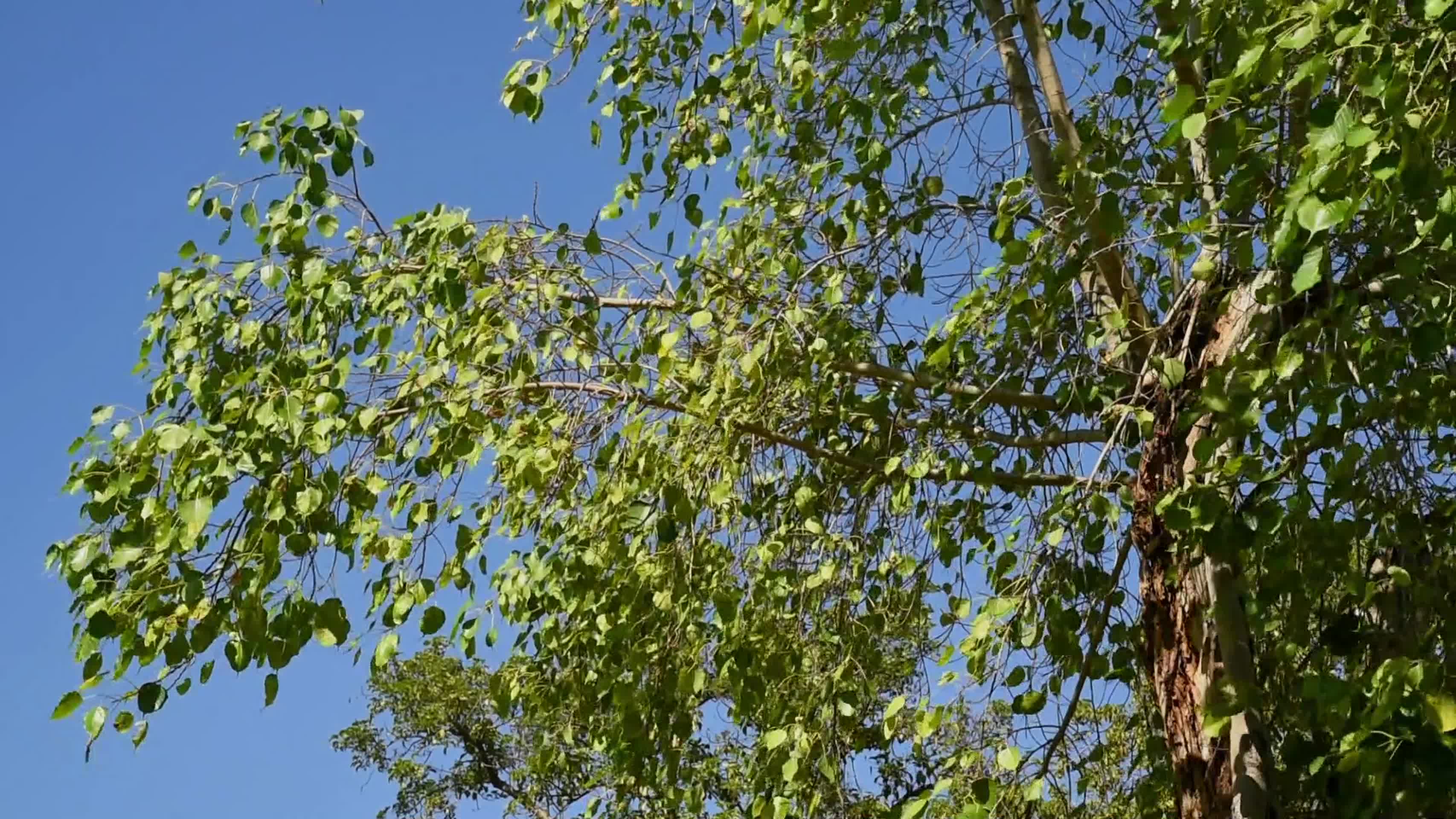 风吹树叶景观视频的预览图