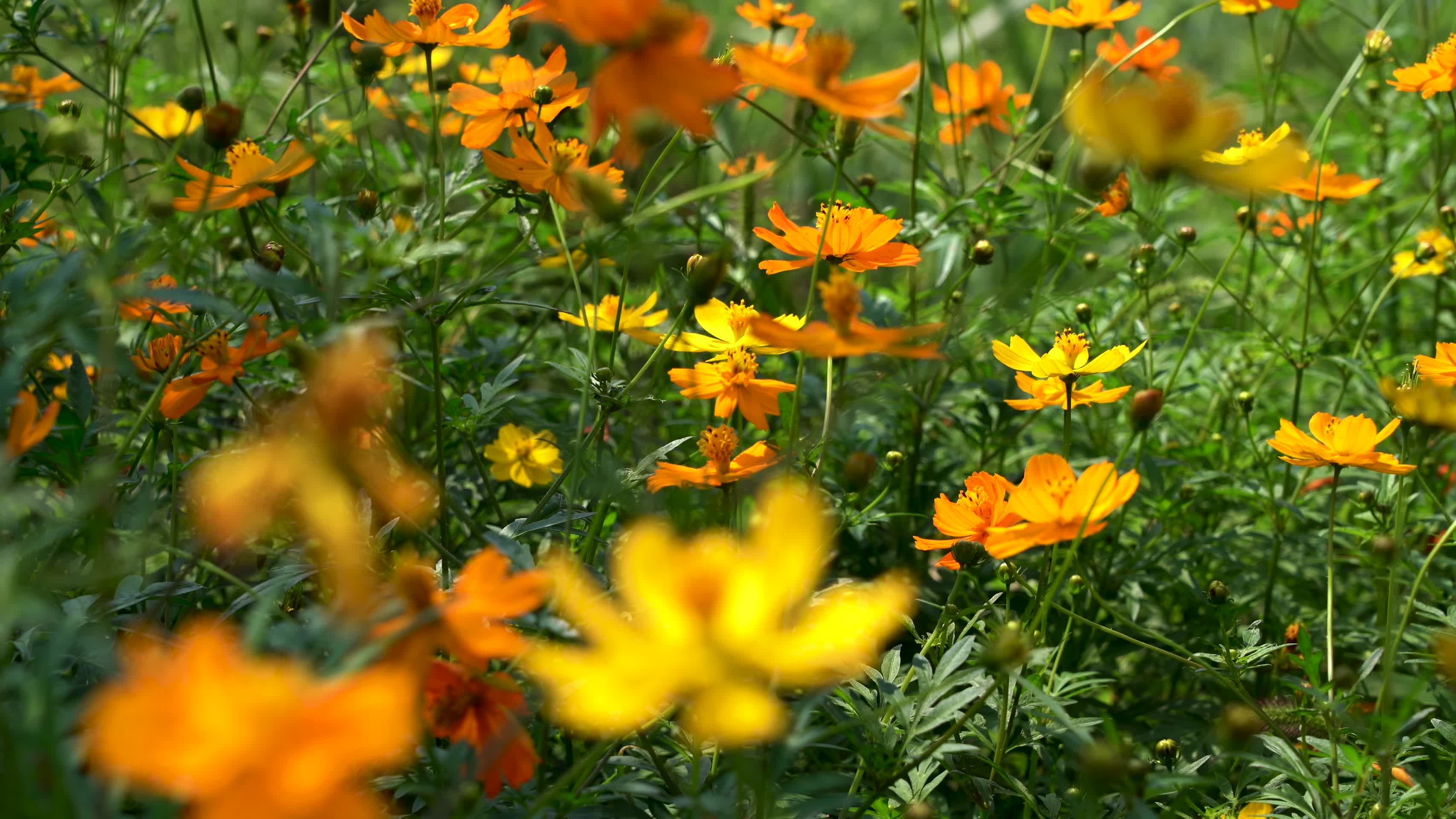 公园里的花朵和植物视频的预览图