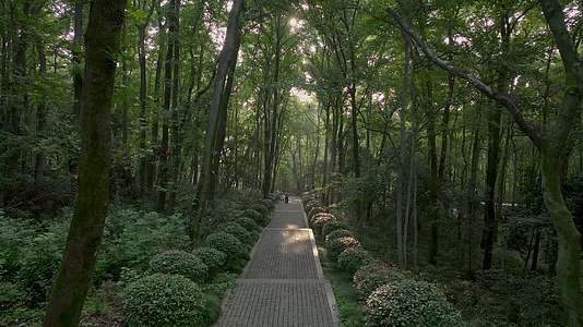 清晨日出阳光下的南京中山陵陵园路视频的预览图