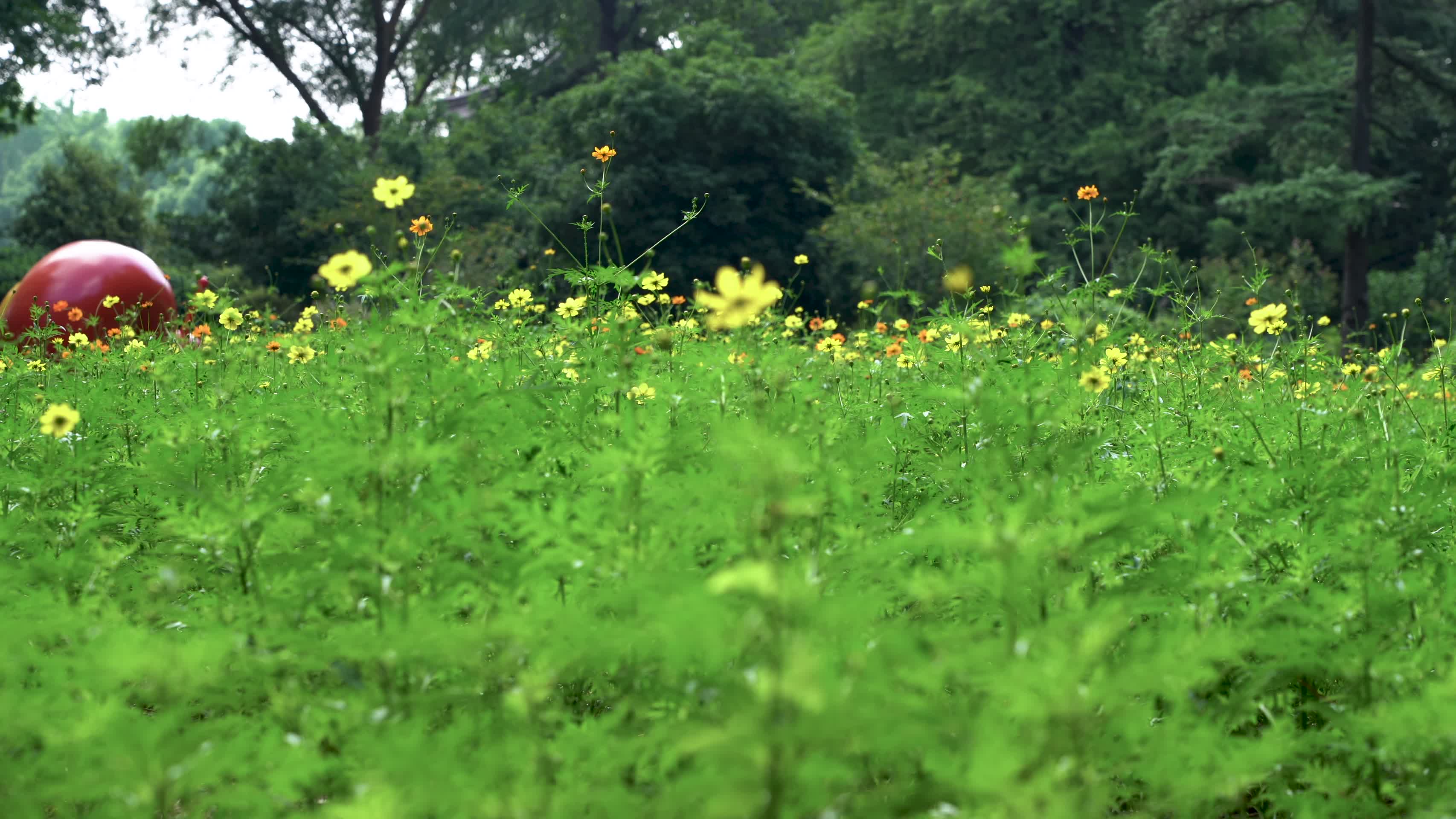 公园里的花朵和植物视频的预览图
