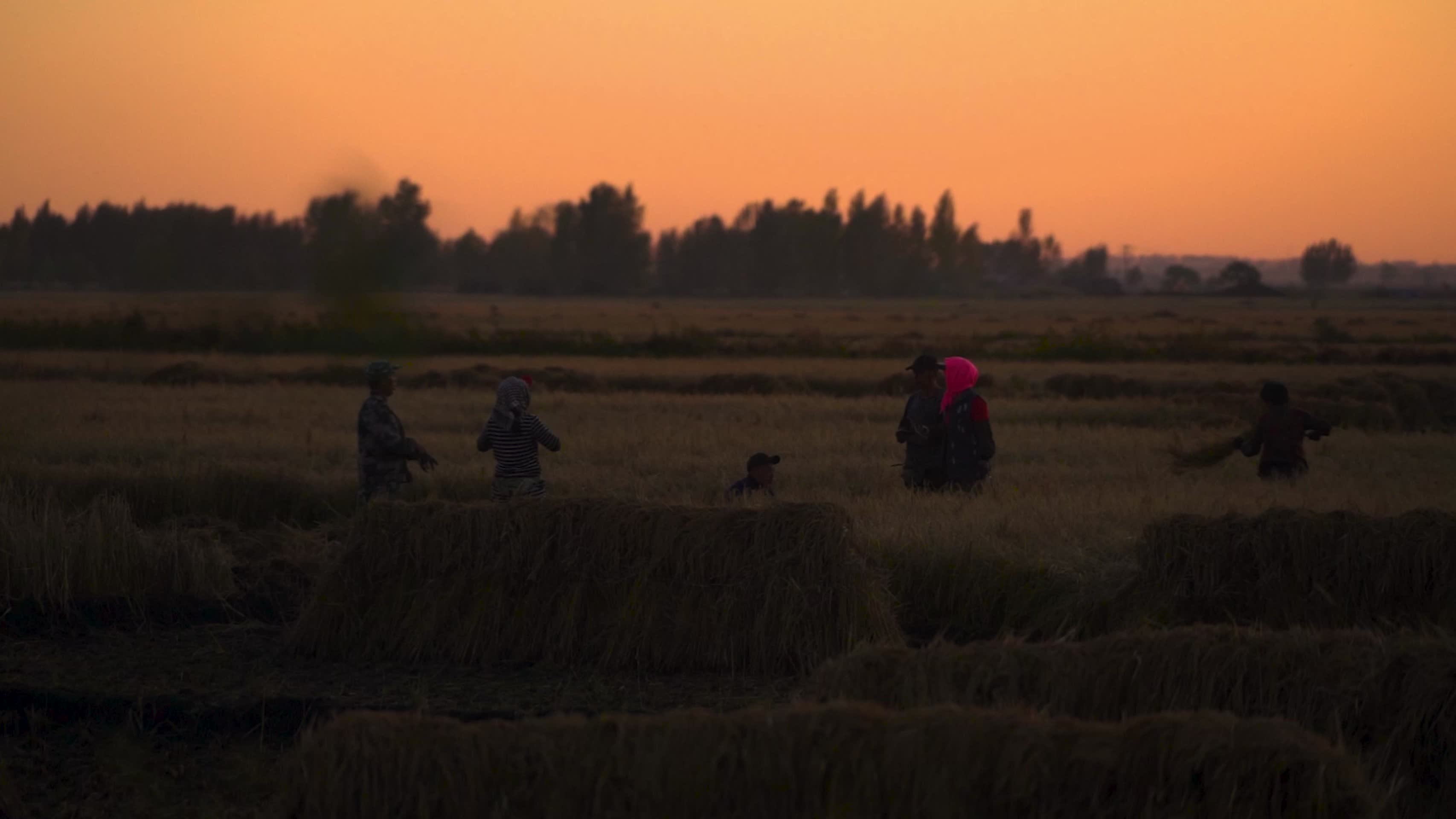 夕阳下农民割稻视频的预览图