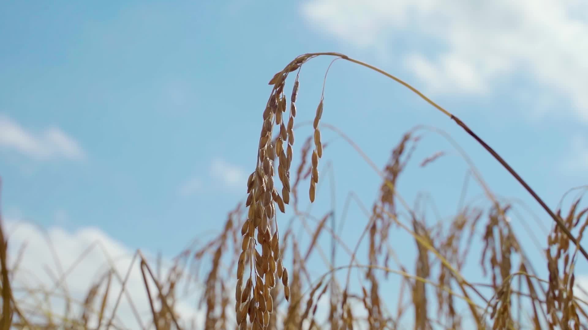 五常水稻实拍视频视频的预览图