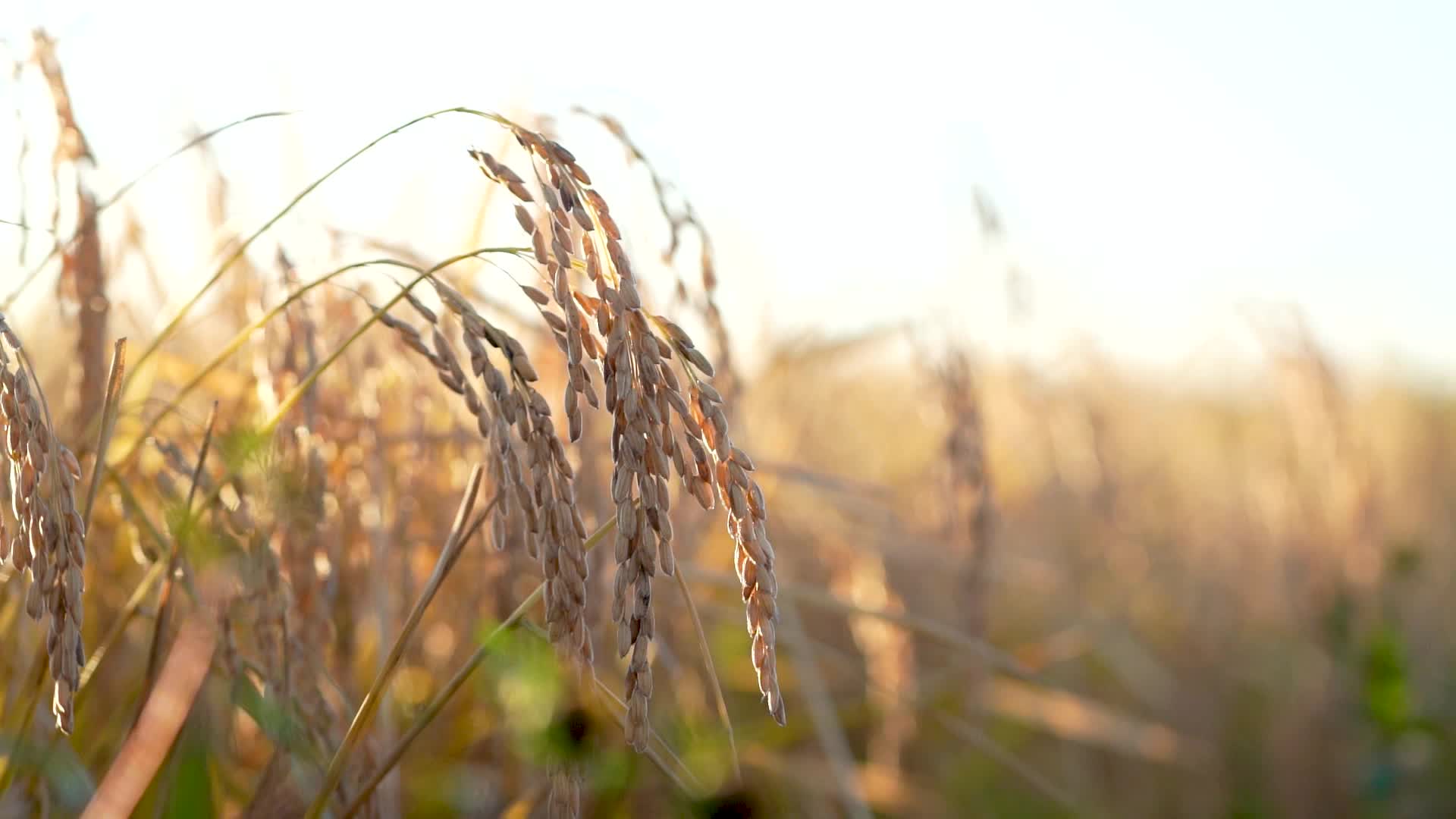 五常水稻农田实拍视频视频的预览图
