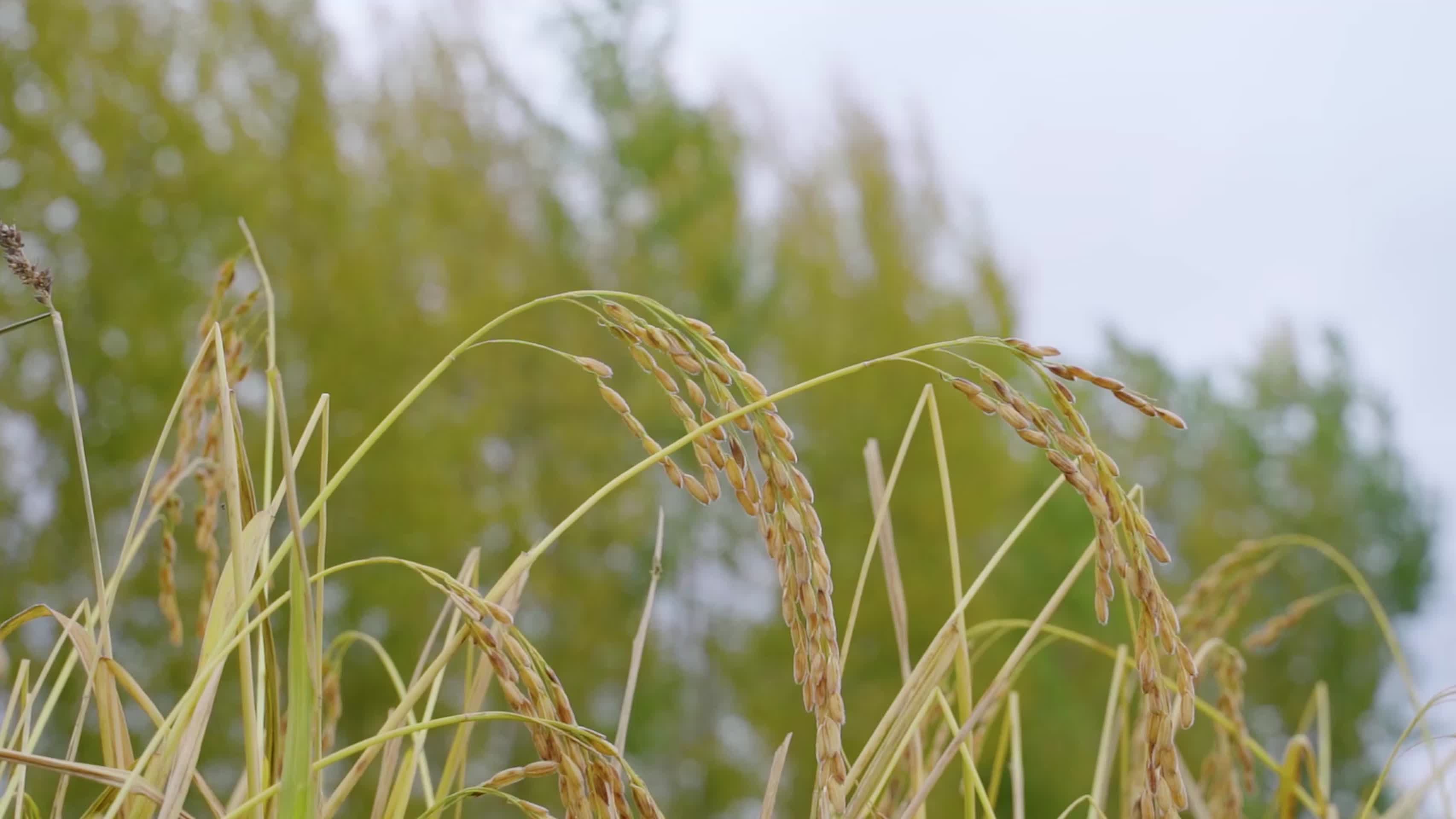 五常水稻视频的预览图
