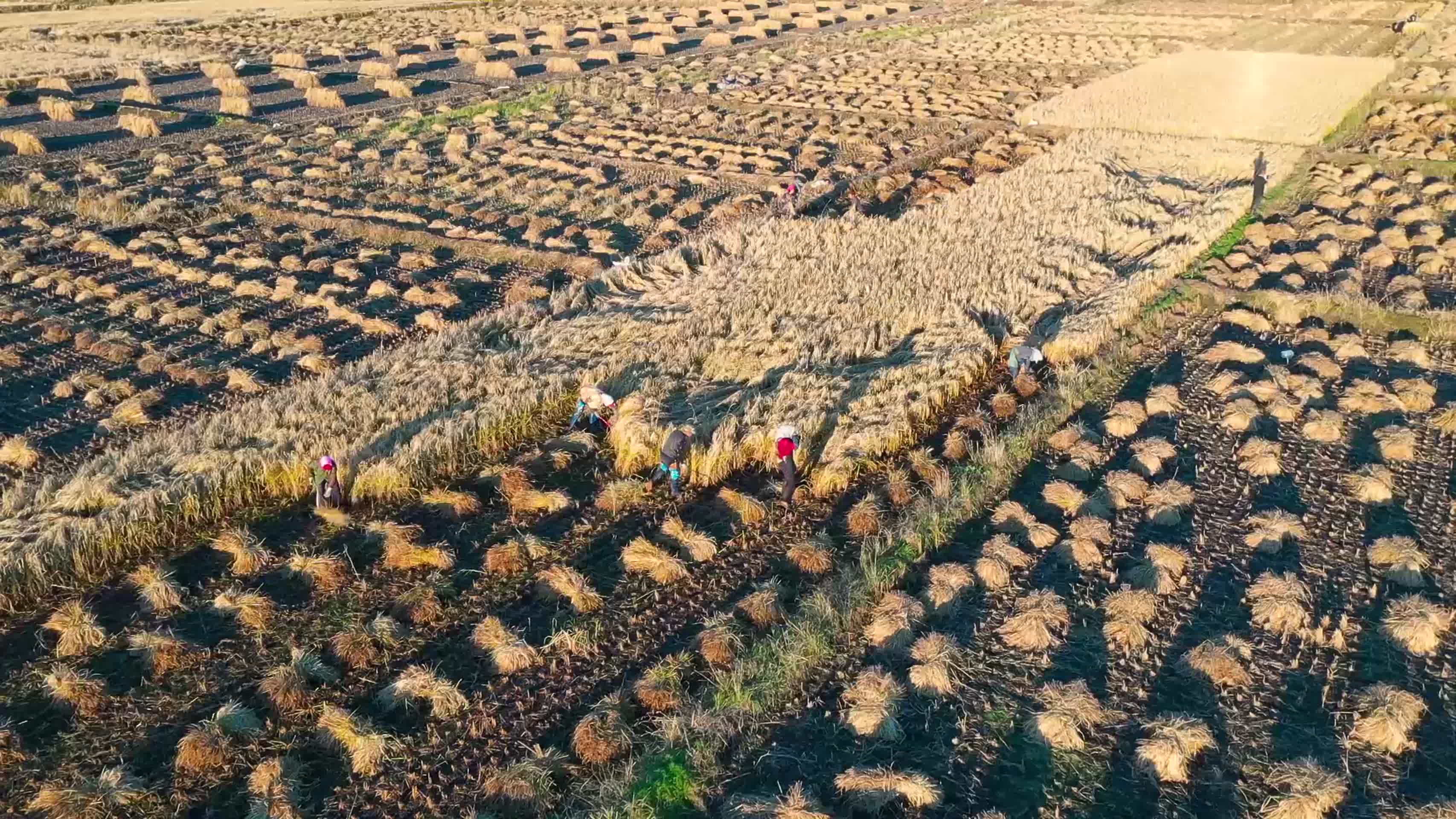 航拍稻田人工收割视频的预览图