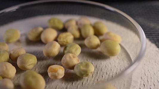 甜脆荷兰豆豆角种子蔬菜种子农作物种菜蔬果种子视频的预览图