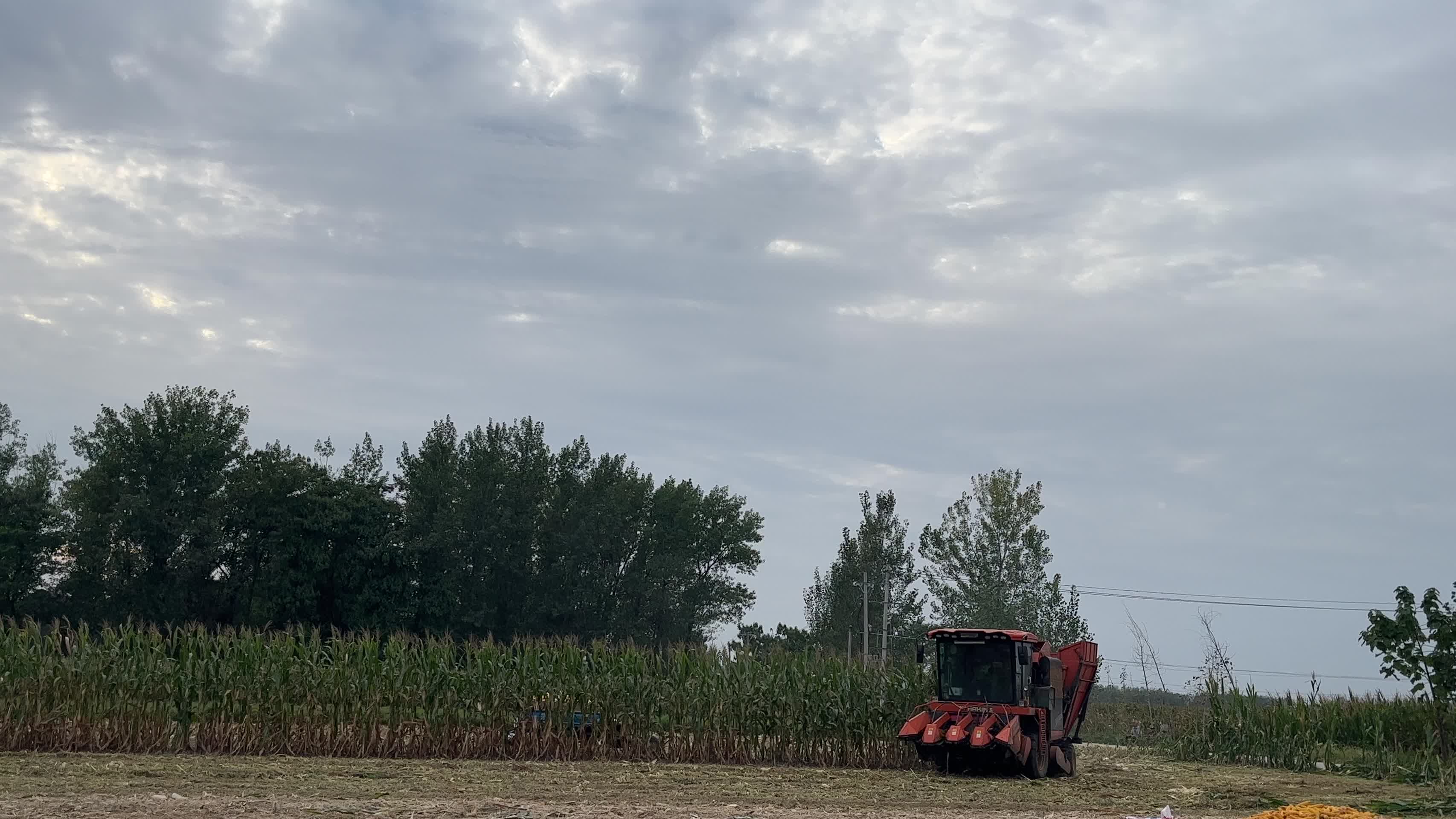 农田收玉米视频的预览图