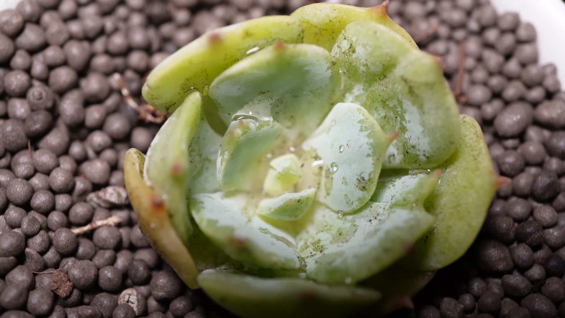 雪域多肉植物盆栽绿植视频的预览图