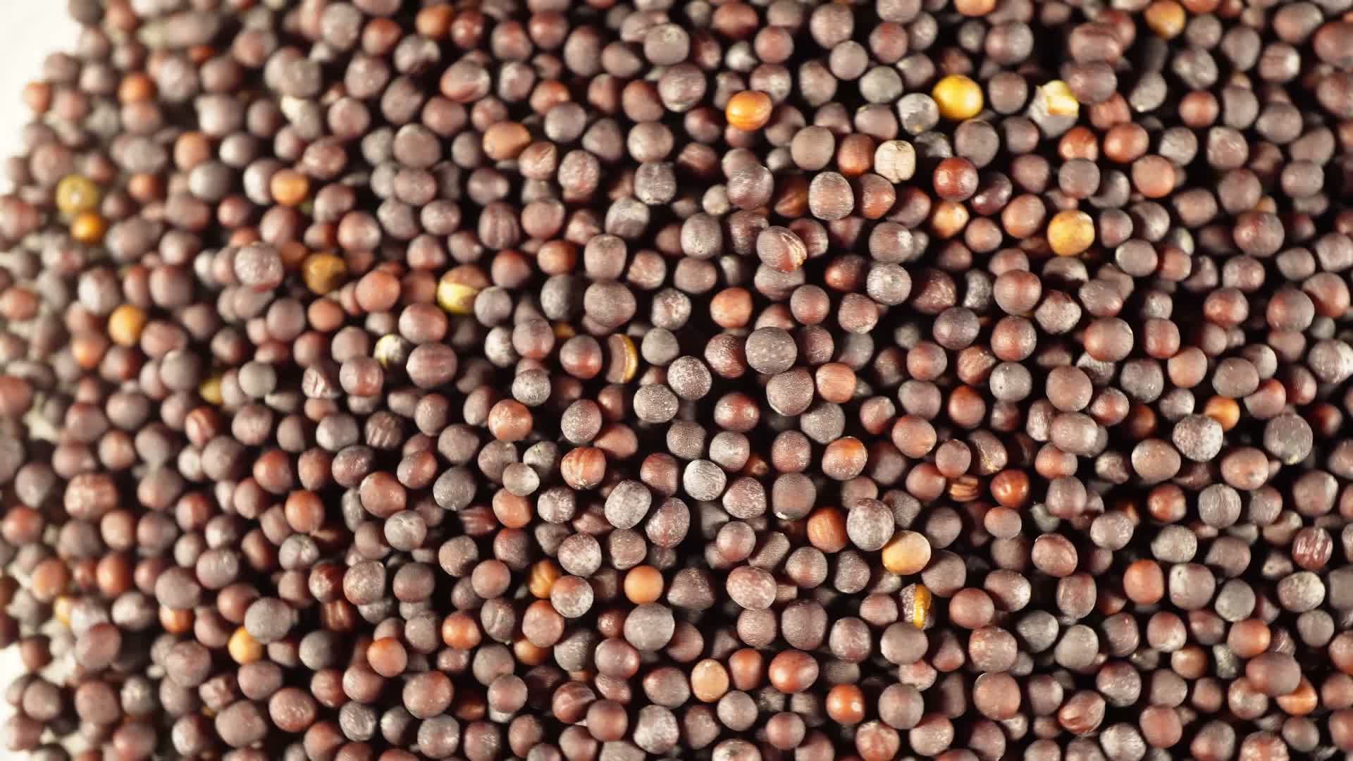 小白菜种子蔬菜种子农作物种菜蔬果种子视频的预览图