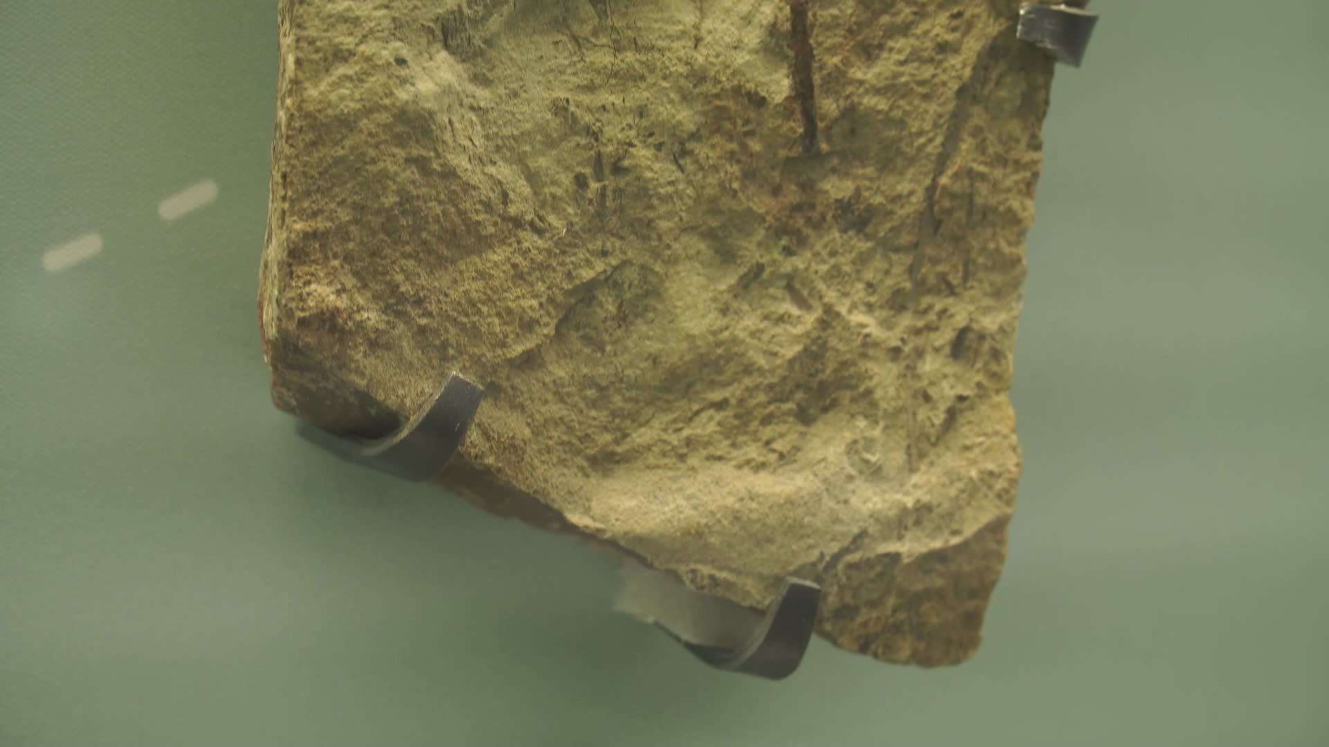 远古植物化石标本古代植物视频的预览图