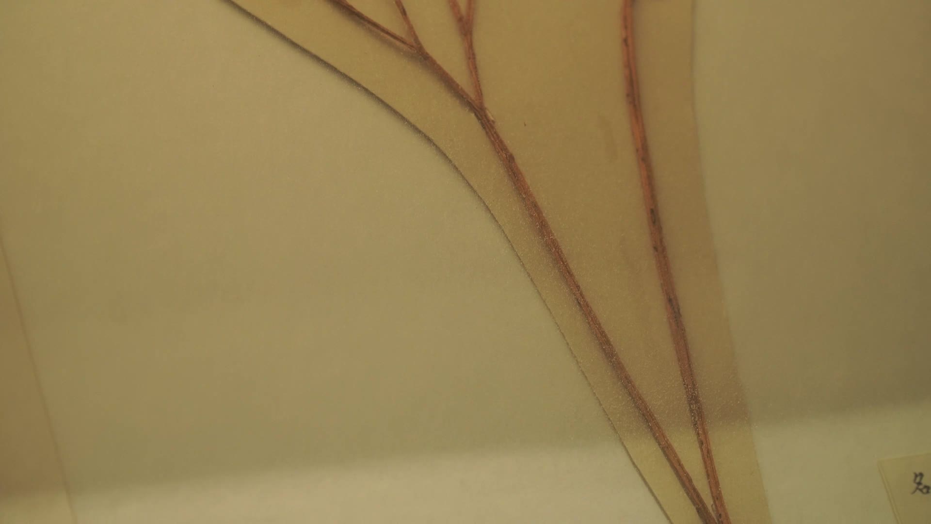 植物标本蕨类苔藓标本视频的预览图