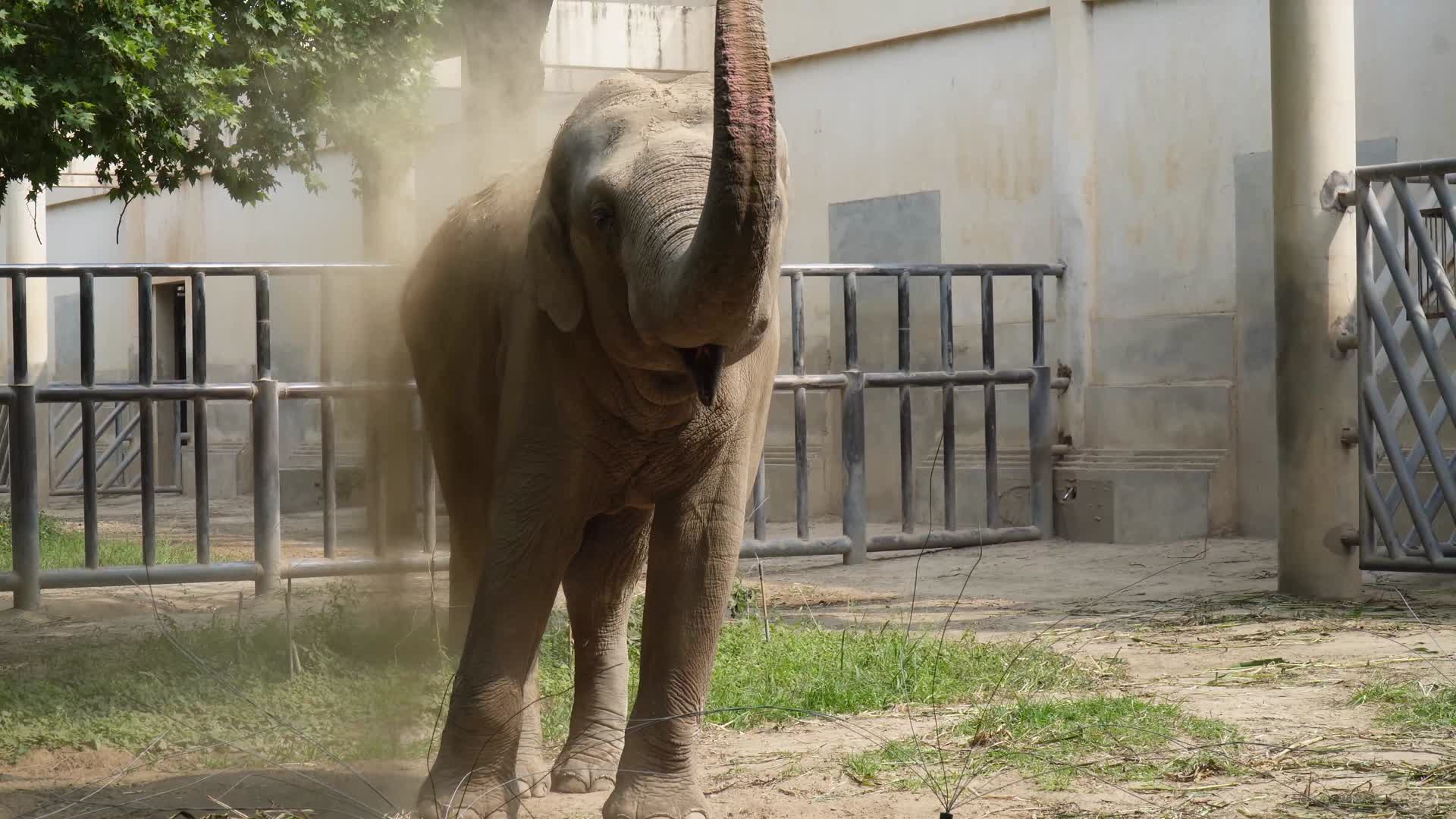 正在进食的非洲象大象野生保护动物视频的预览图