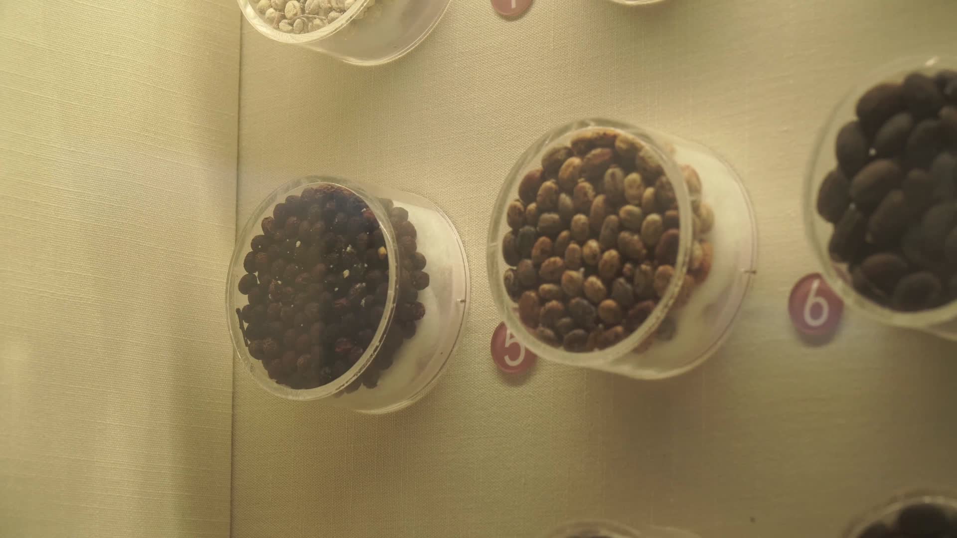 种子农业种植标本样本五谷杂粮作物视频的预览图