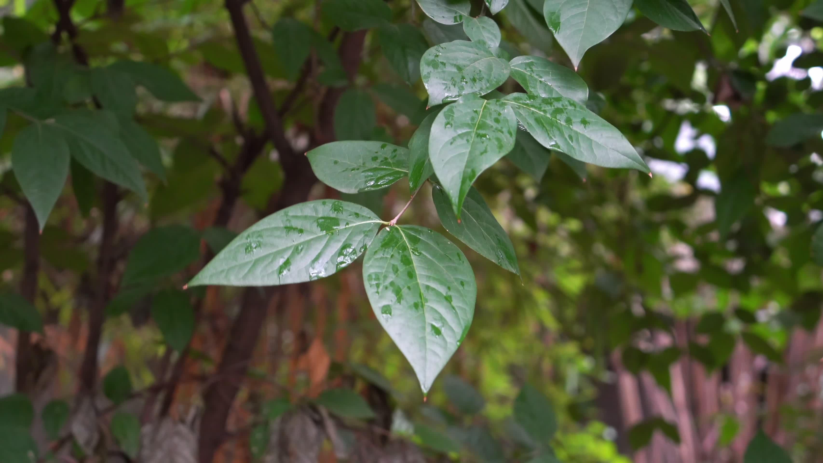 重庆秋天清晨绿色植物背景合集视频的预览图