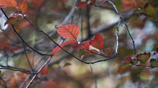 秋天红叶自然景观背景视频视频的预览图