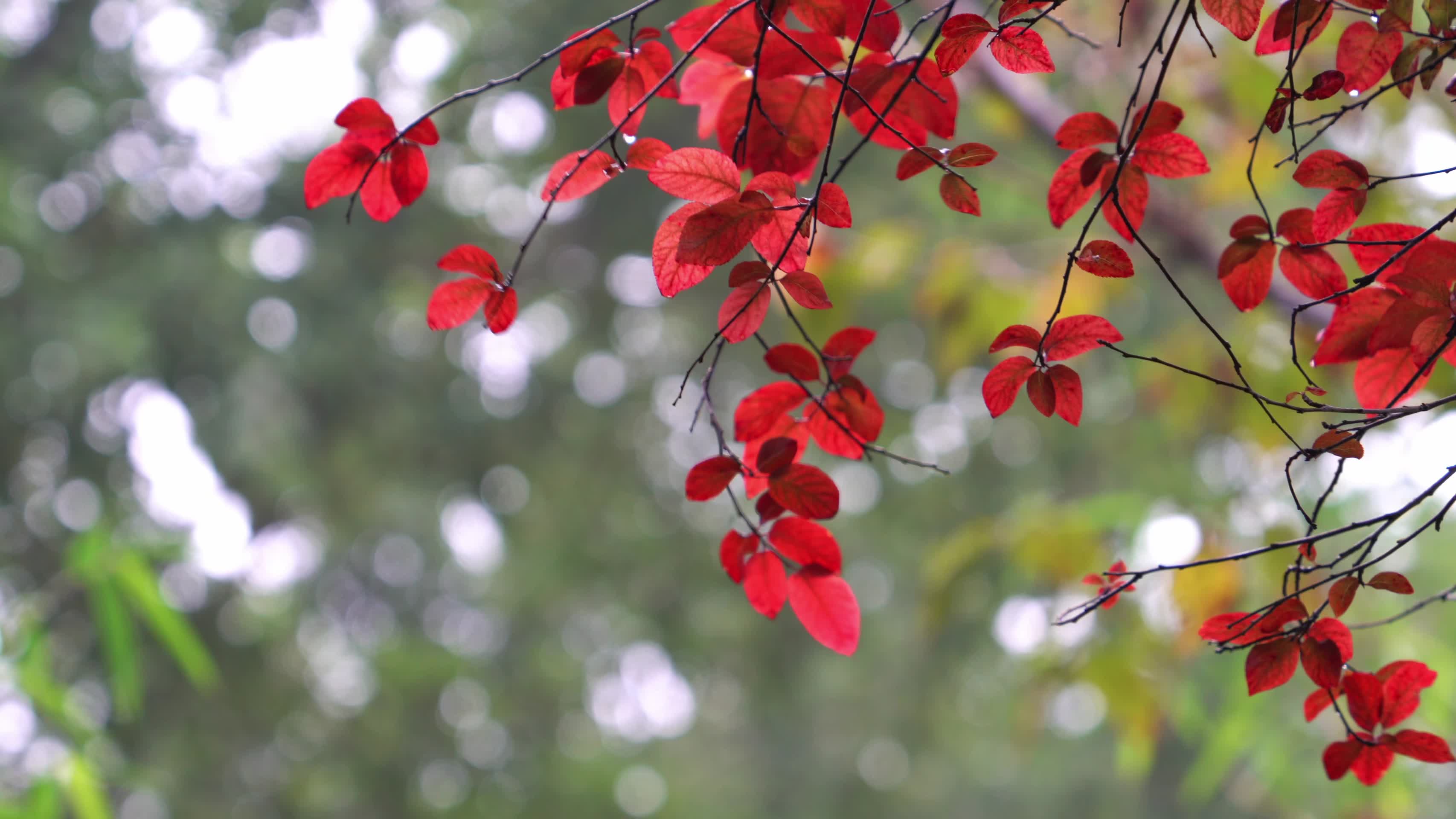 秋天红叶自然景观背景视频视频的预览图