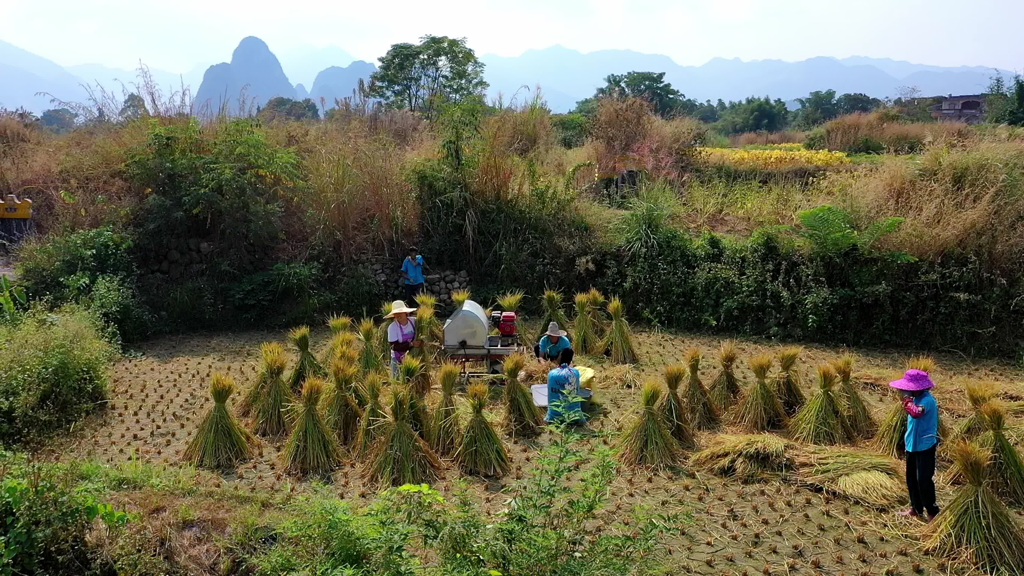 秋天农民丰收水稻航拍视频视频的预览图