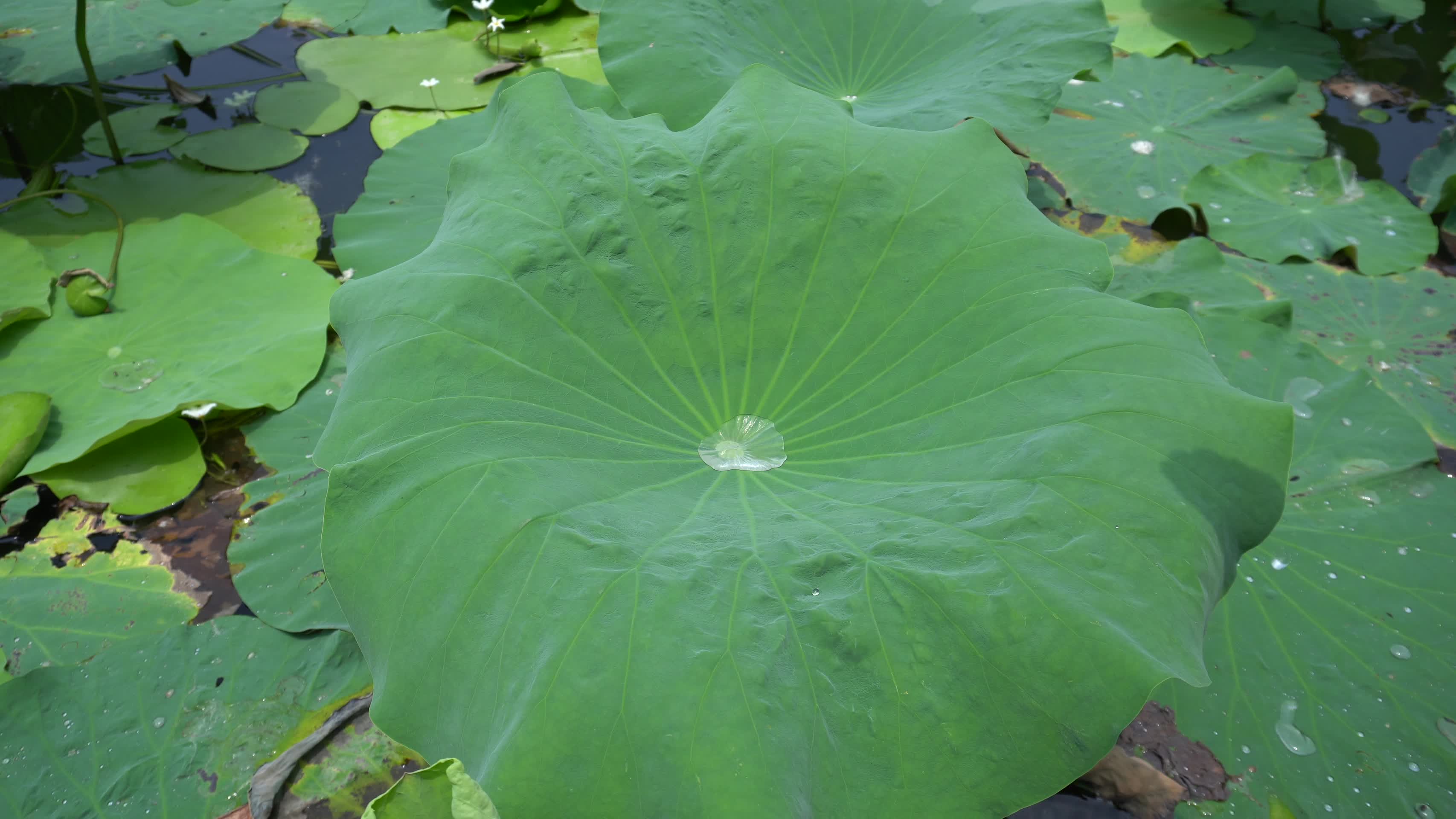 荷叶上的露珠绿色植物视频的预览图