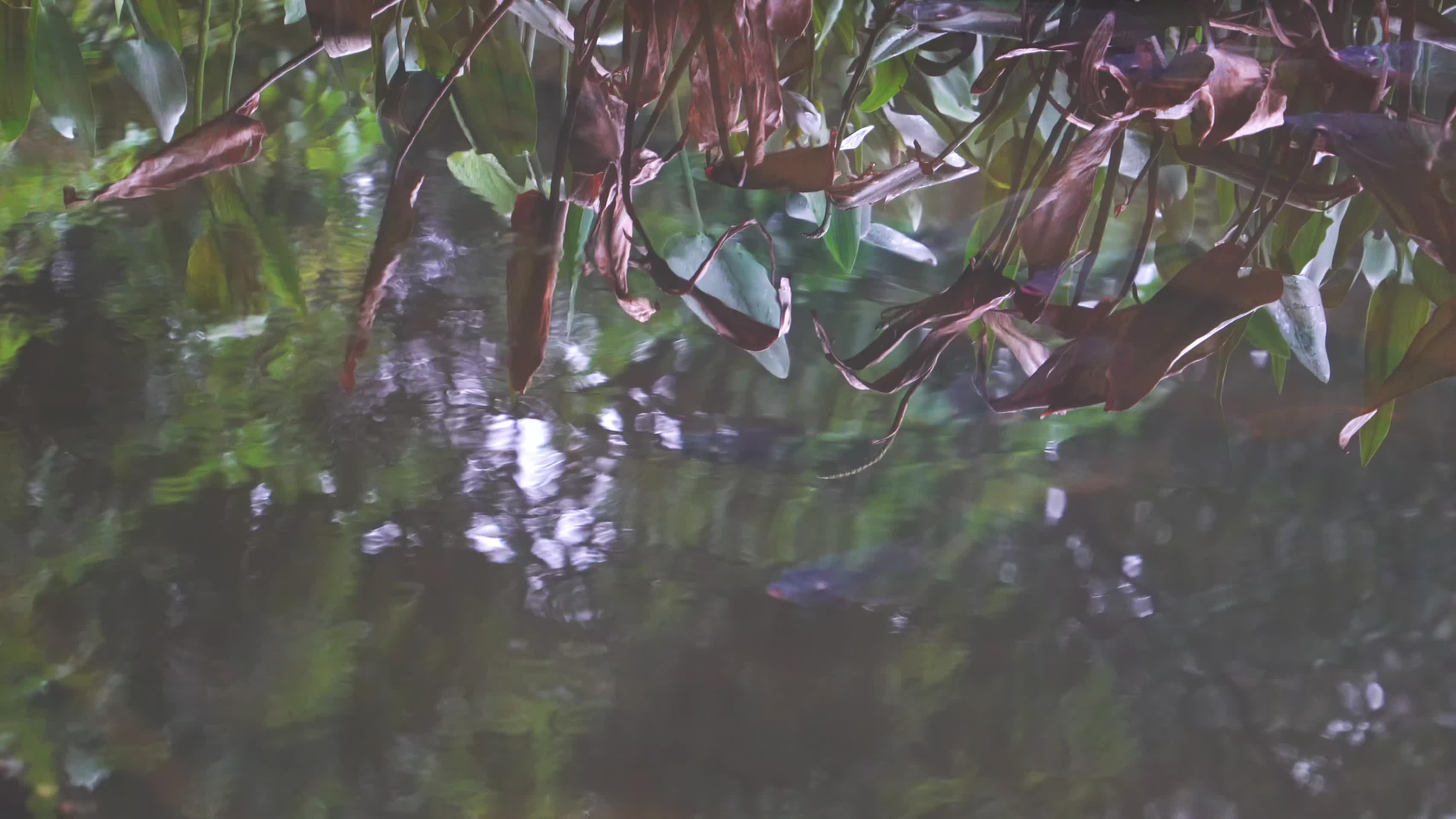 浑浊水面倒影与游动的鱼儿视频的预览图