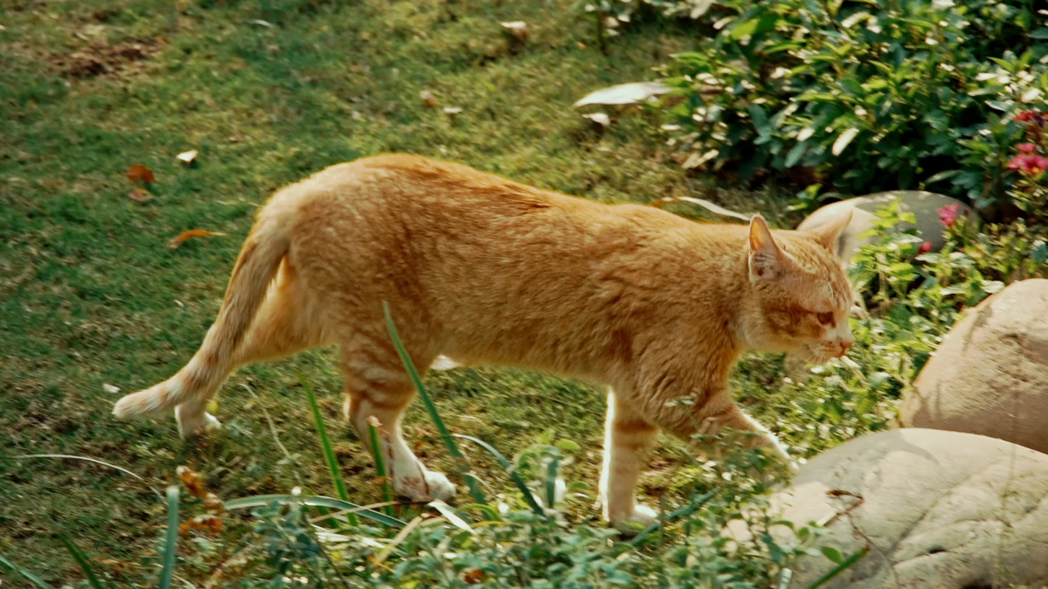 花园里的唯美小猫咪实拍视频视频的预览图