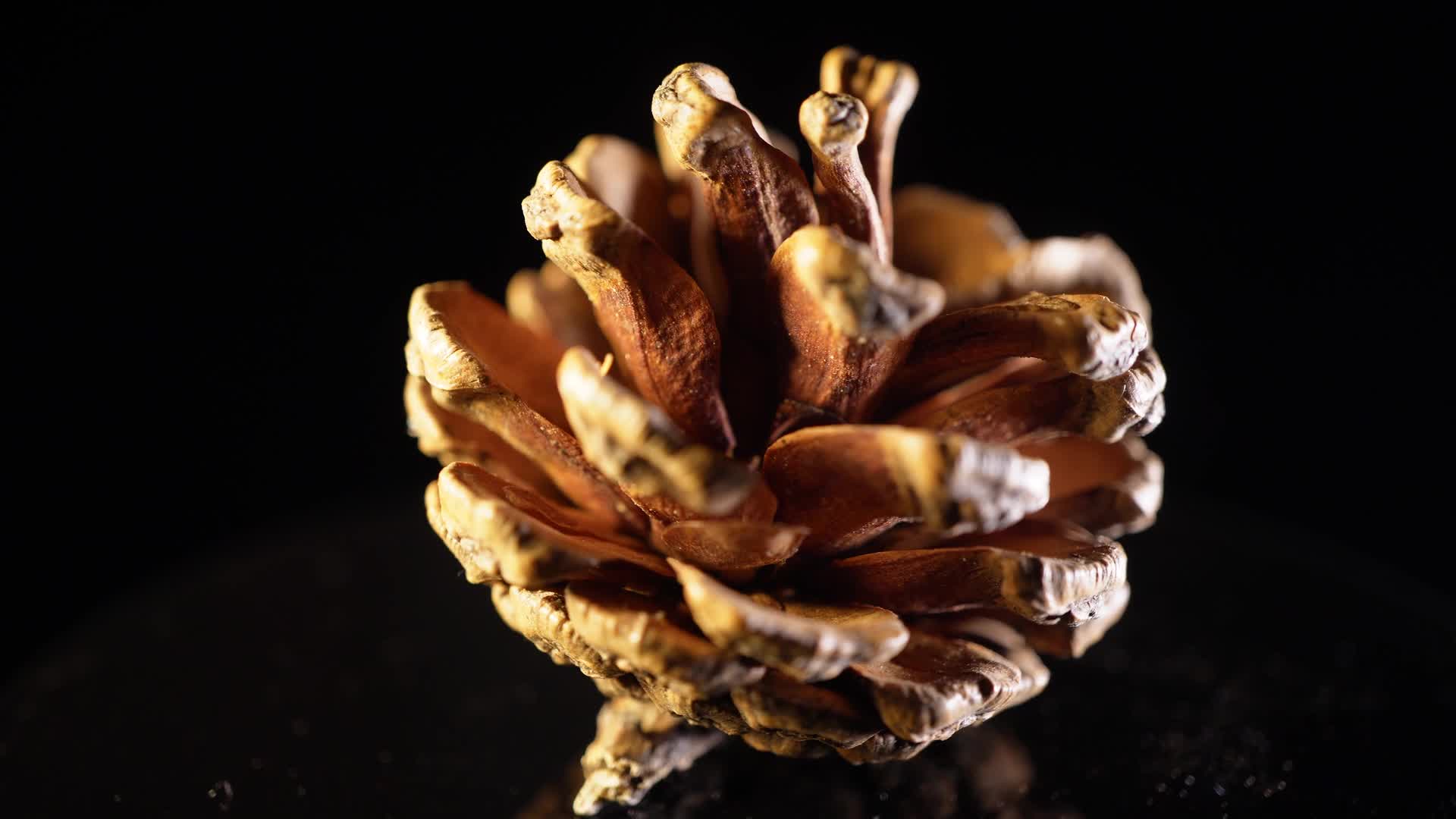松果送塔松子装饰种子植物标本视频的预览图
