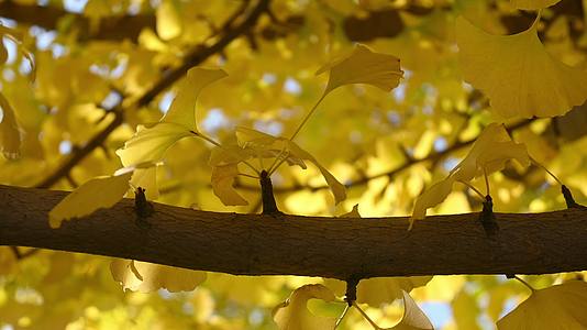 秋天随风摆动的银杏树叶视频的预览图