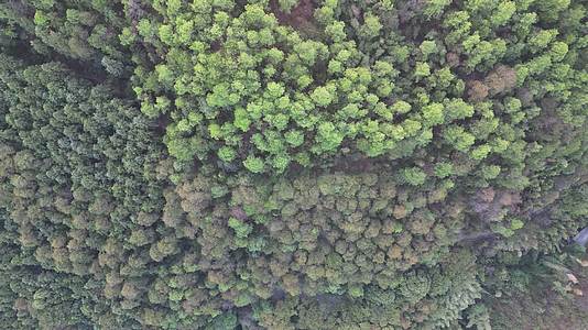 俯拍绿色植物森林树林视频的预览图