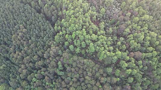 俯拍绿色植物森林树林视频的预览图
